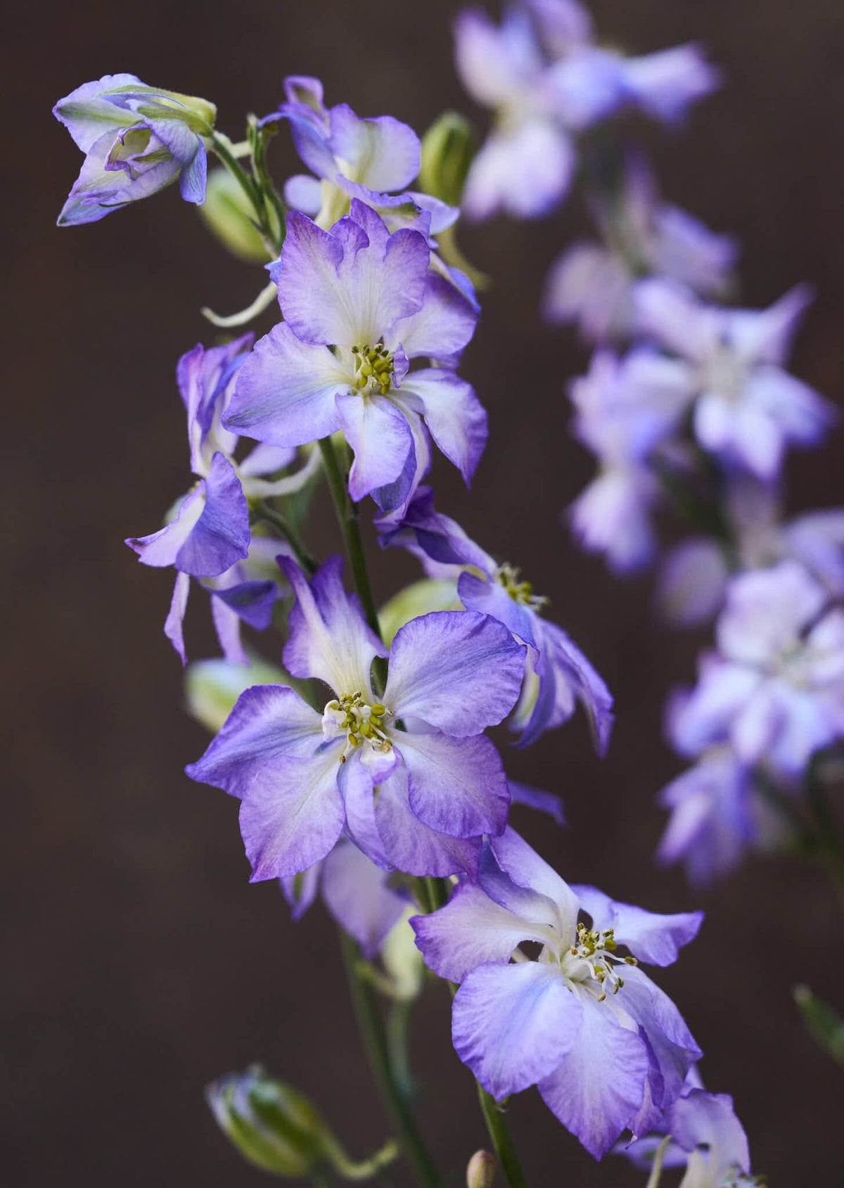 Sommerridderspore 'Frosted Skies' Seed 