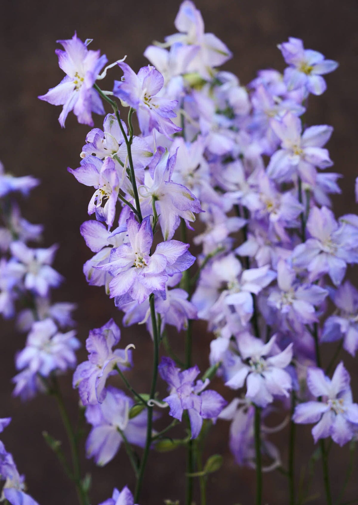 Sommerridderspore 'Frosted Skies' Seed 