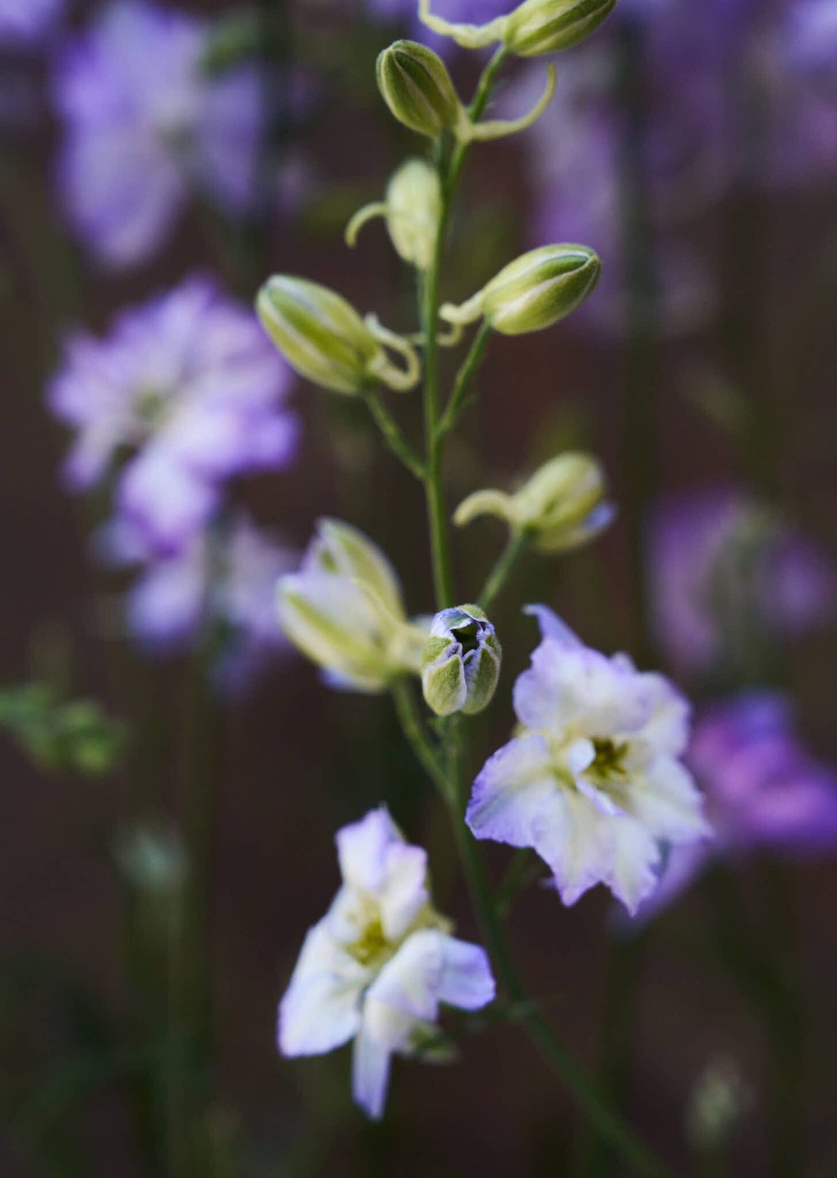 Sommerridderspore 'Frosted Skies' Seed 