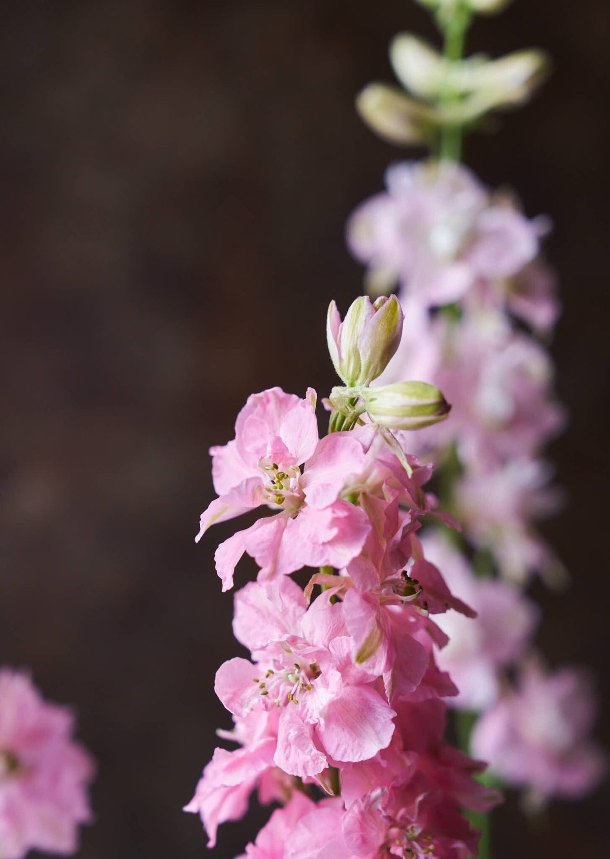 Sommerridderspore 'Light Pink' Seed 