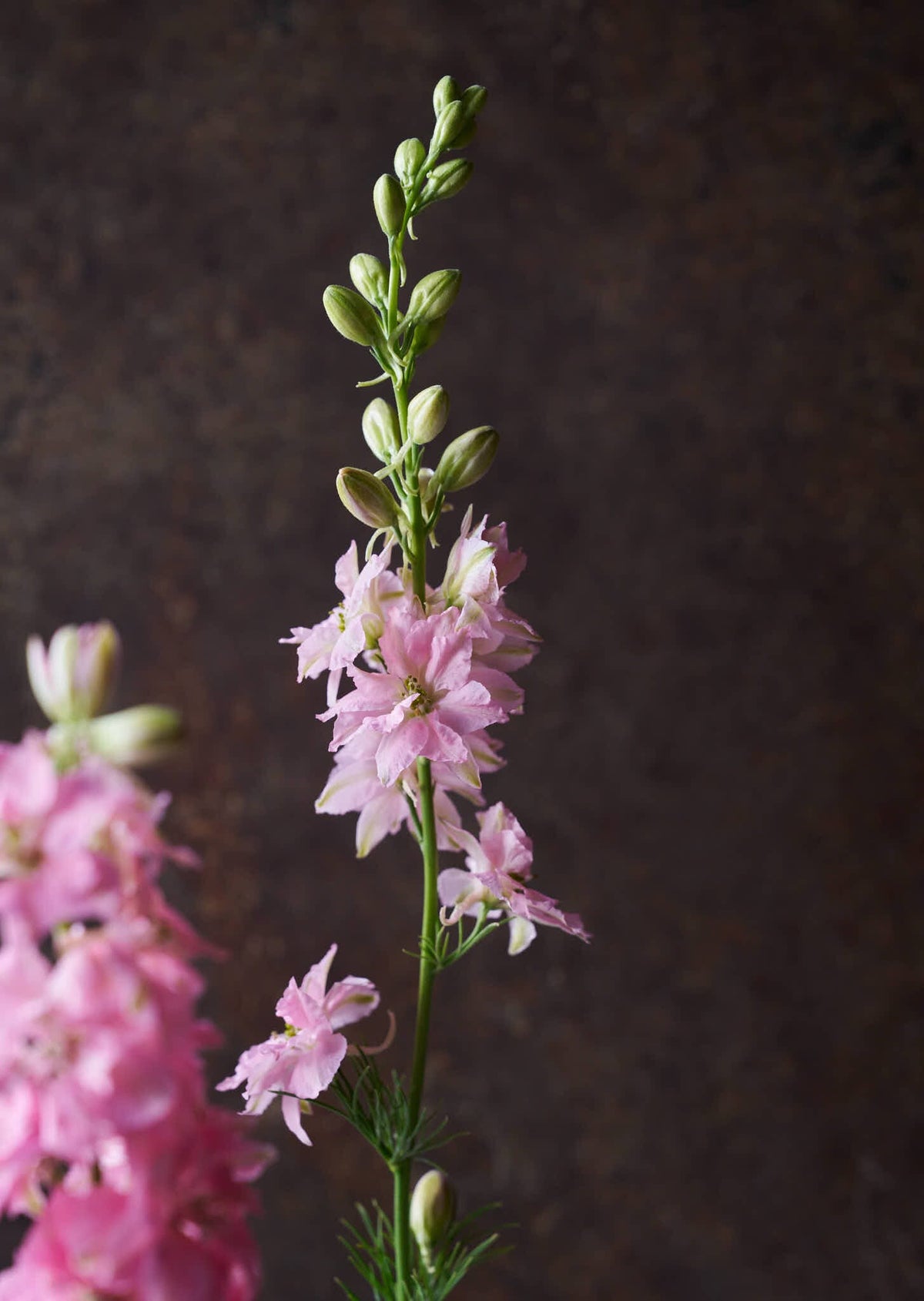 Sommerridderspore 'Light Pink' Seed 