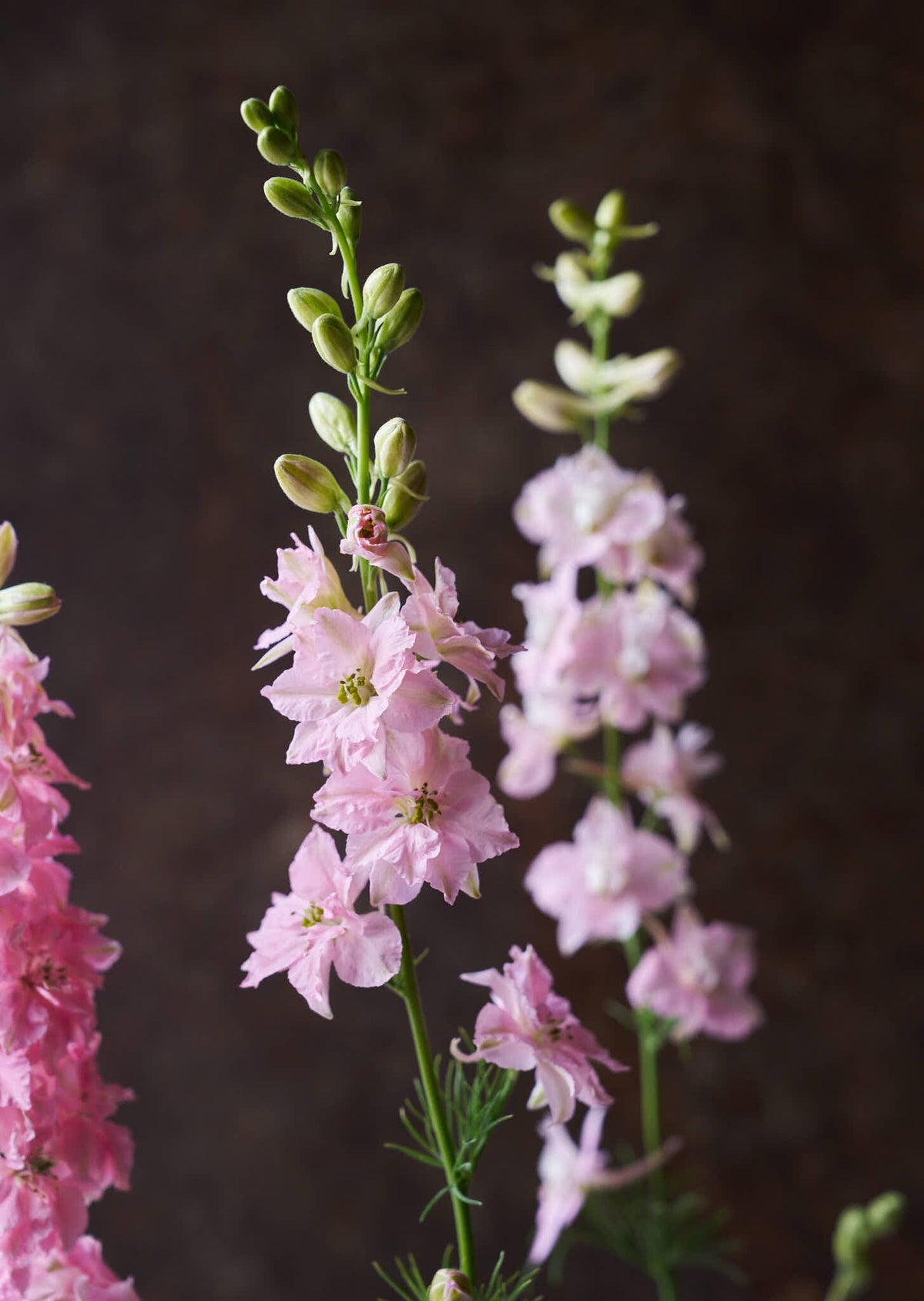 Sommerridderspore 'Light Pink' Seed 