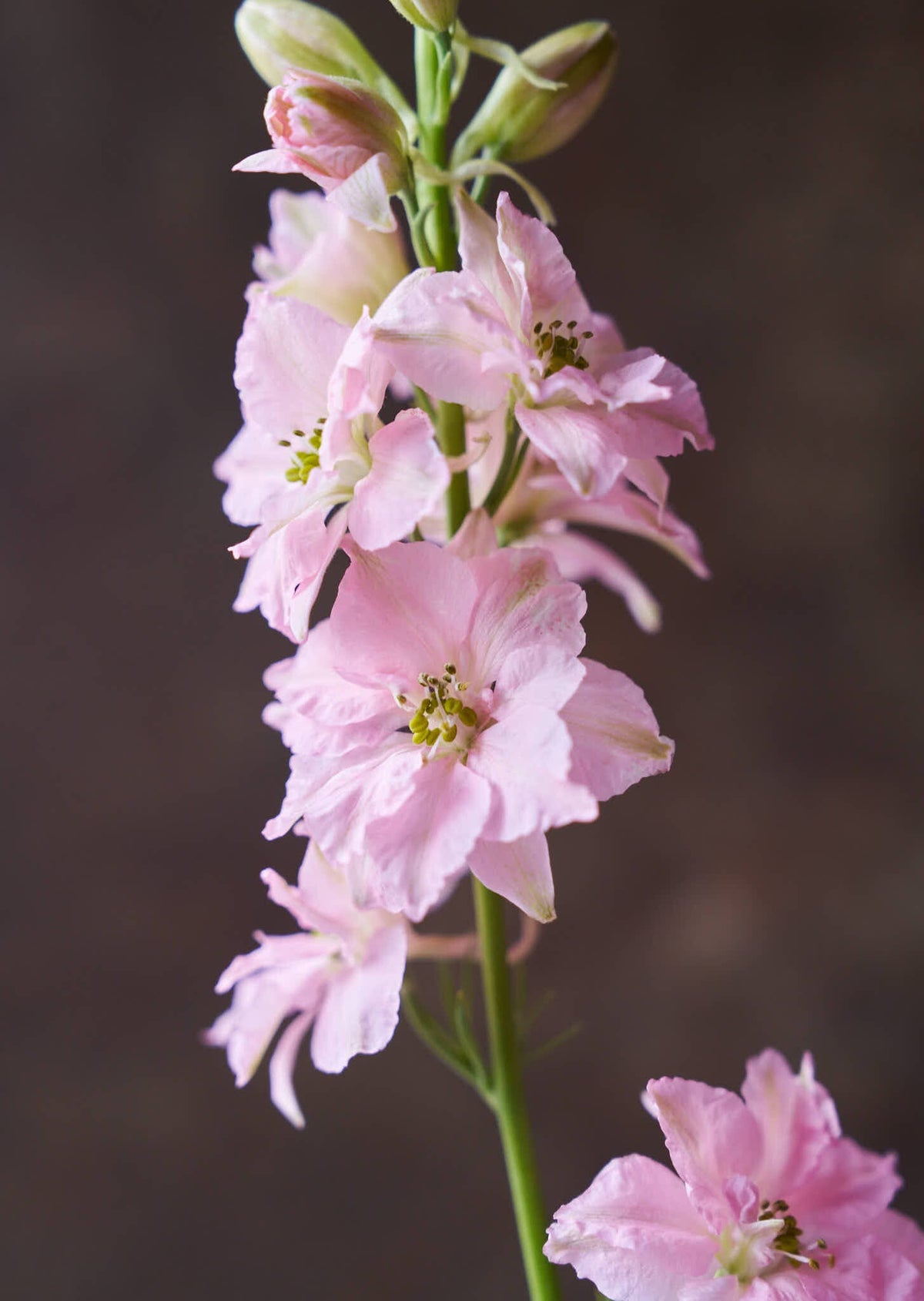 Sommerridderspore 'Light Pink' Seed 
