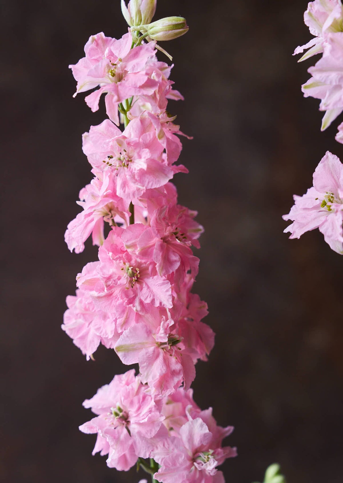Sommerridderspore 'Light Pink' Seed 