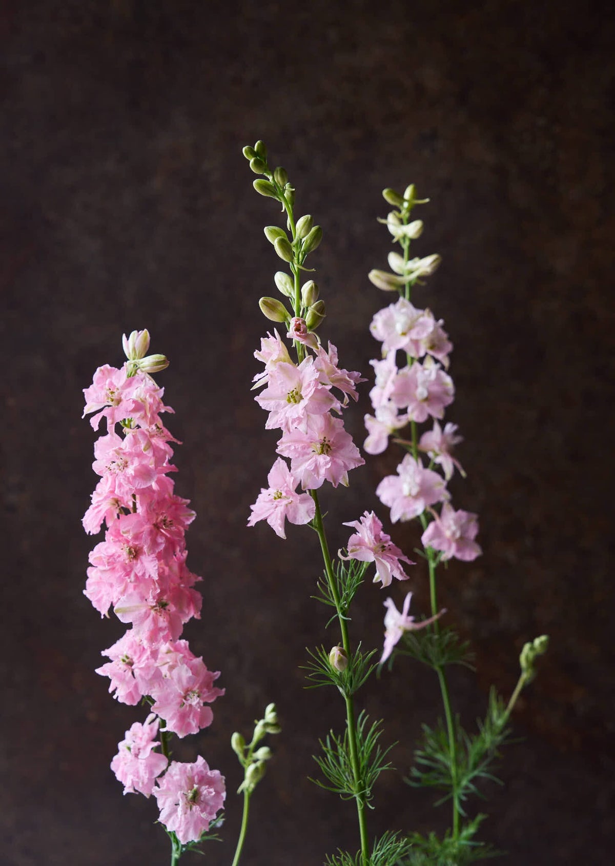 Sommerridderspore 'Light Pink' Seed 