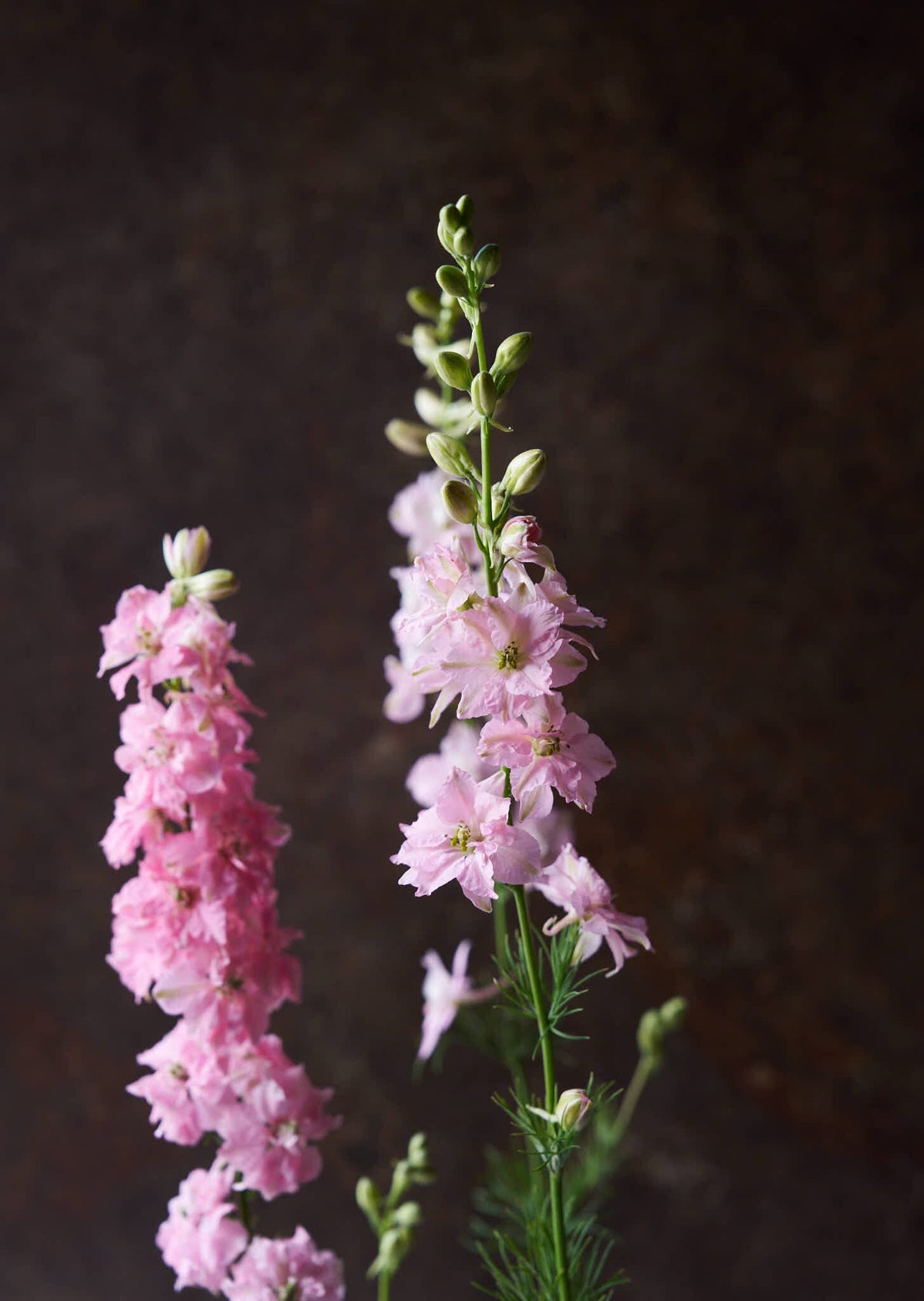 Sommerridderspore 'Light Pink' Seed 