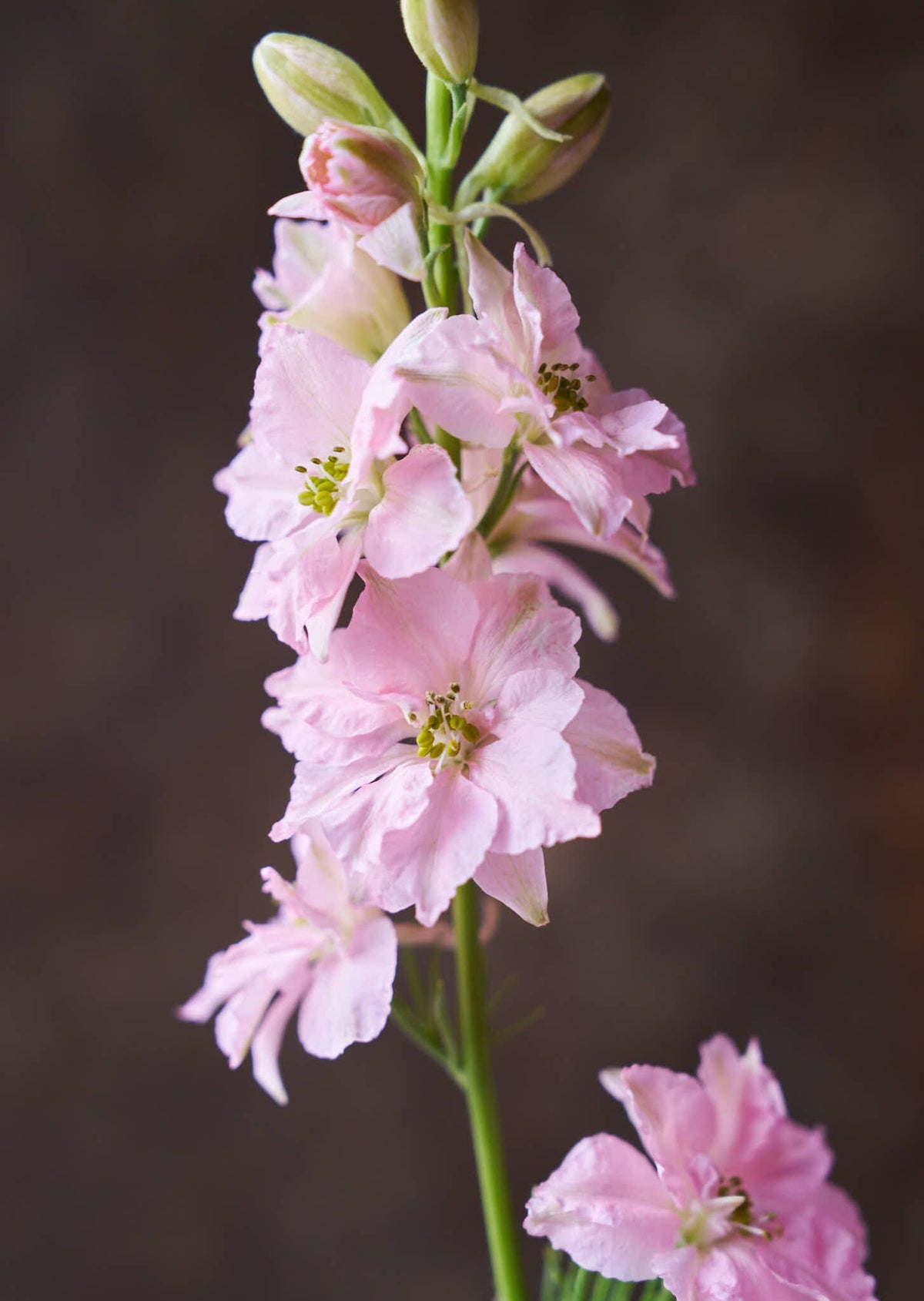 Sommerridderspore 'Light Pink' Seed 