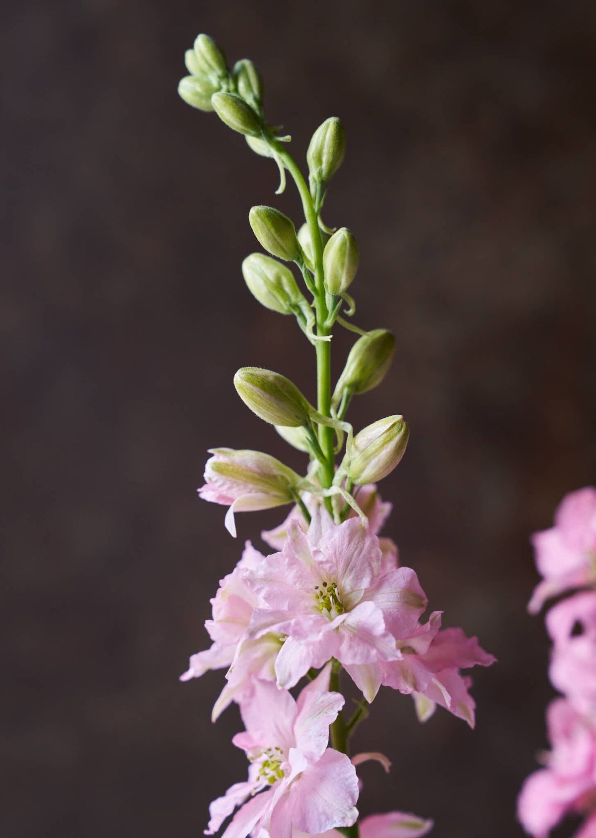 Sommerridderspore 'Light Pink' Seed 