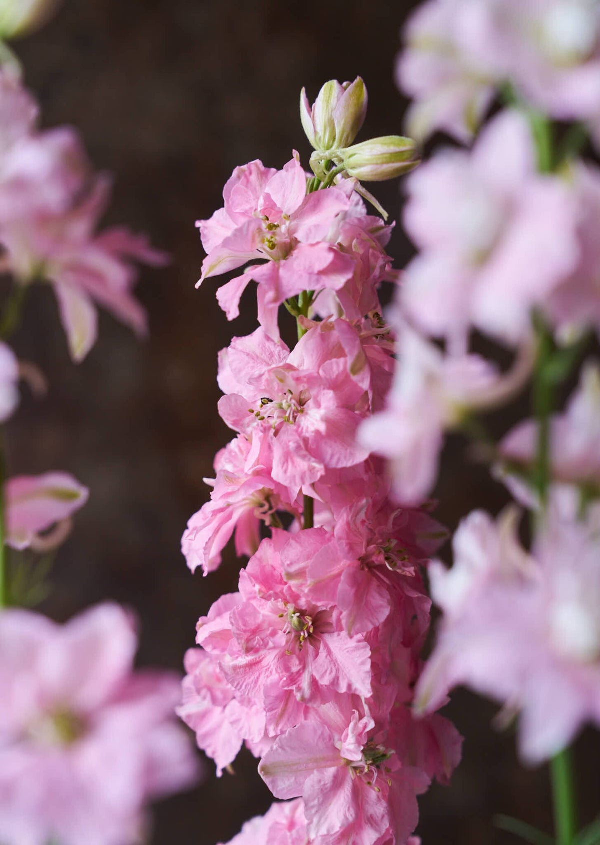 Sommerridderspore 'Light Pink' Seed 