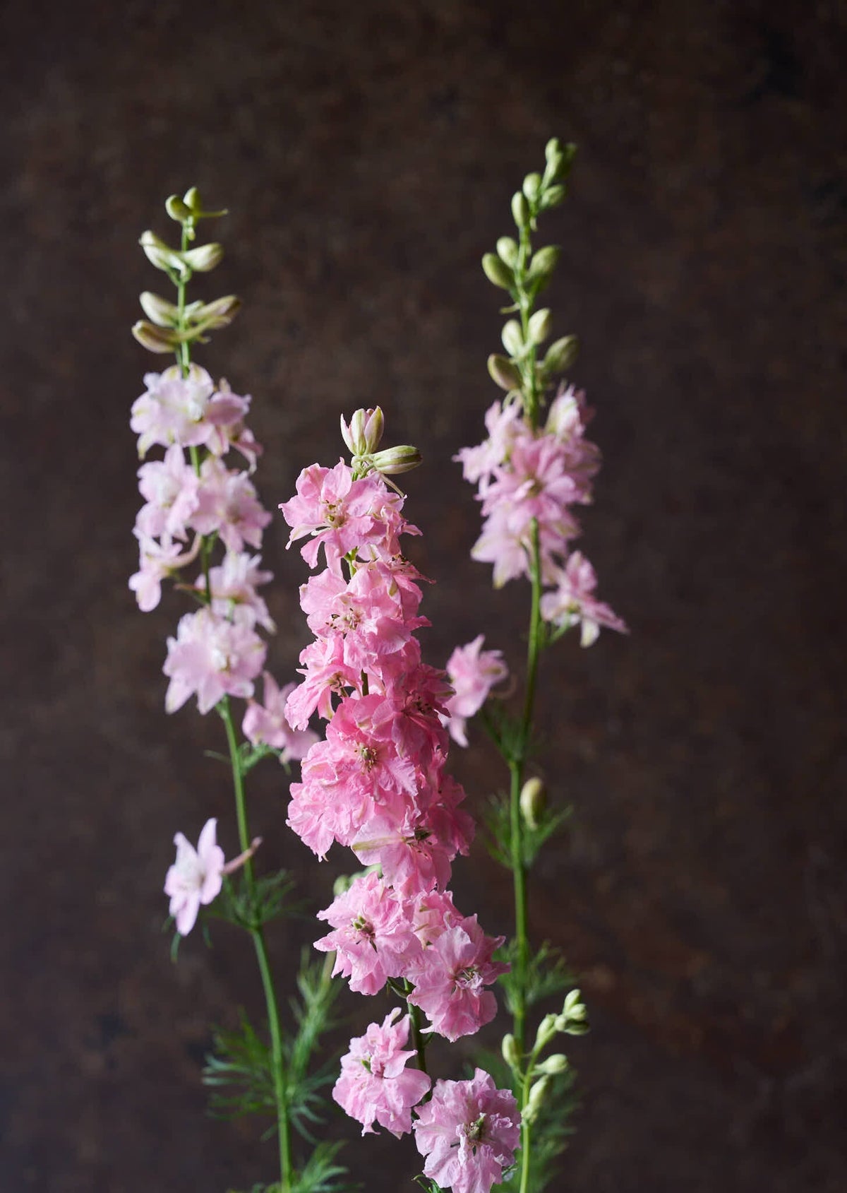 Sommerridderspore 'Light Pink' Seed 