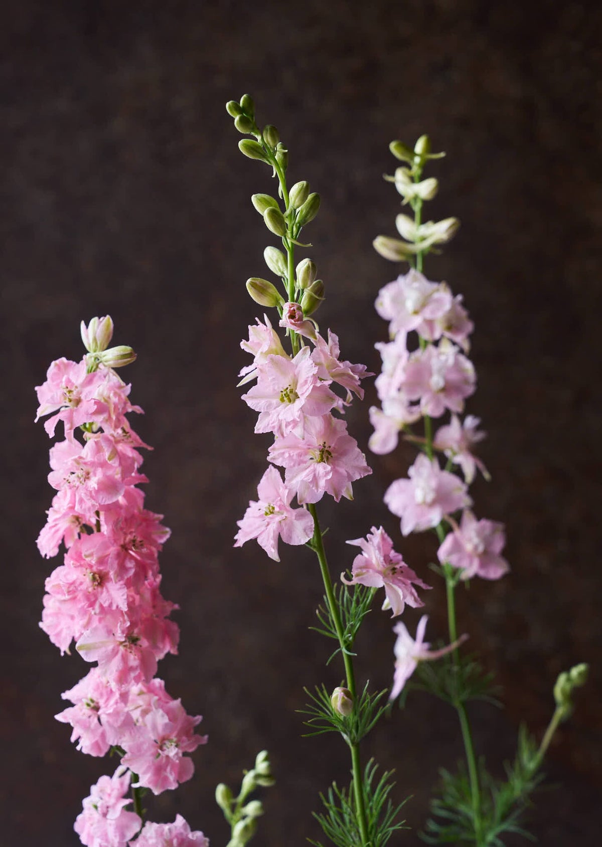 Sommerridderspore 'Light Pink' Seed 