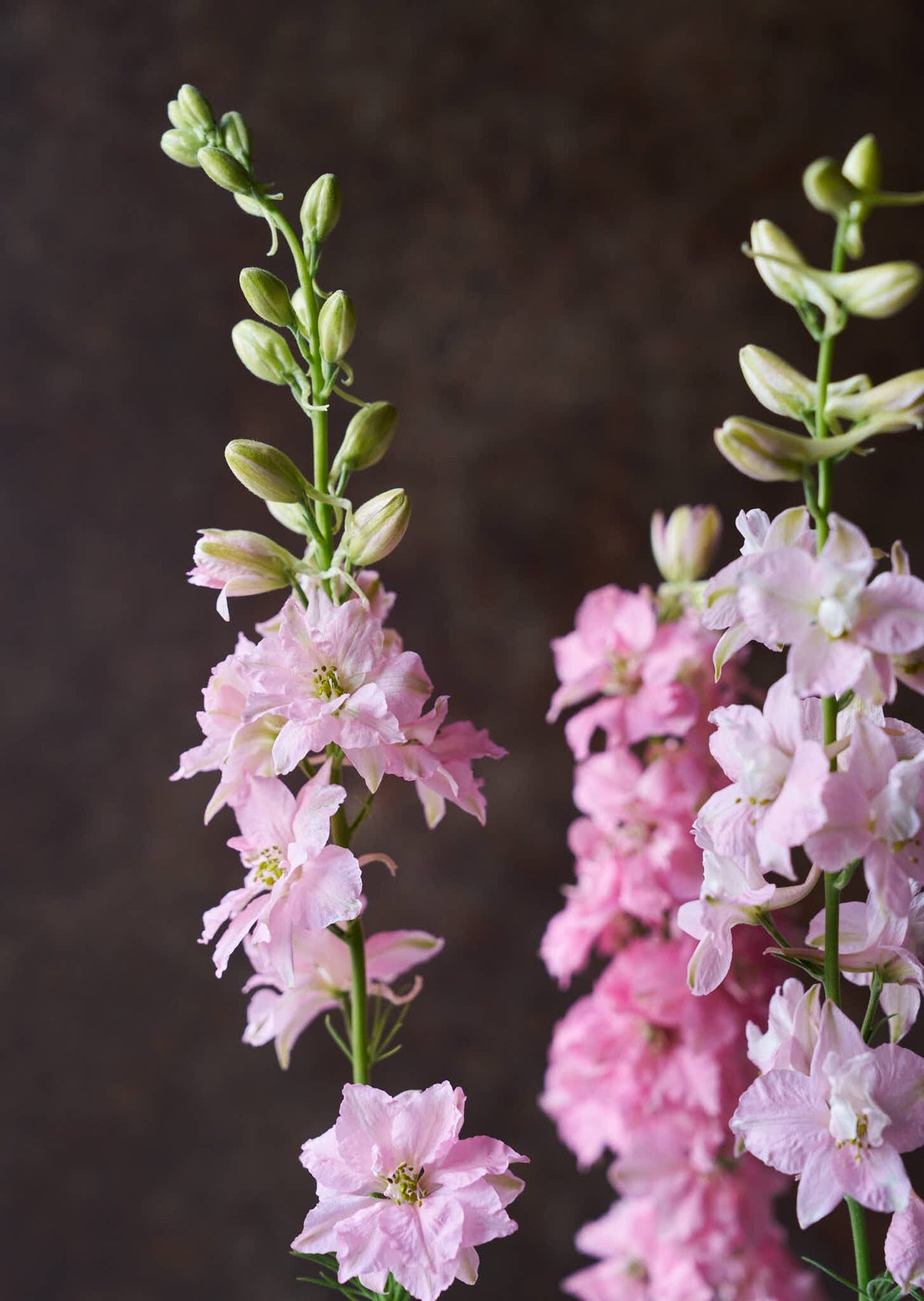 Sommerridderspore 'Light Pink' Seed 