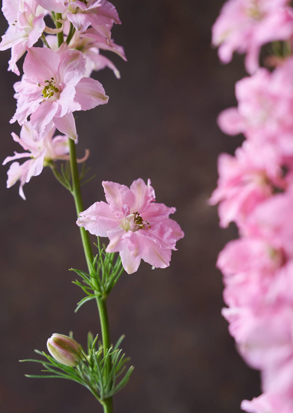 Sommerridderspore 'Light Pink' Seed 