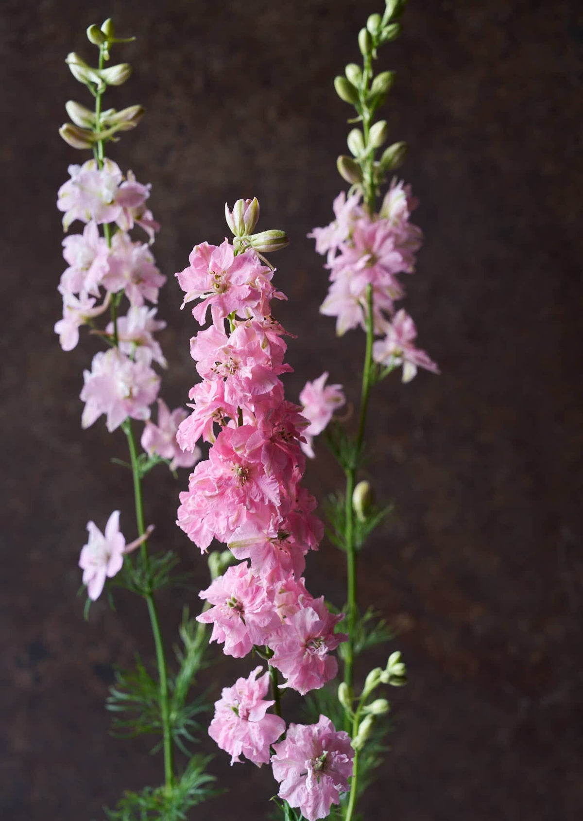 Sommerridderspore 'Light Pink' Seed 