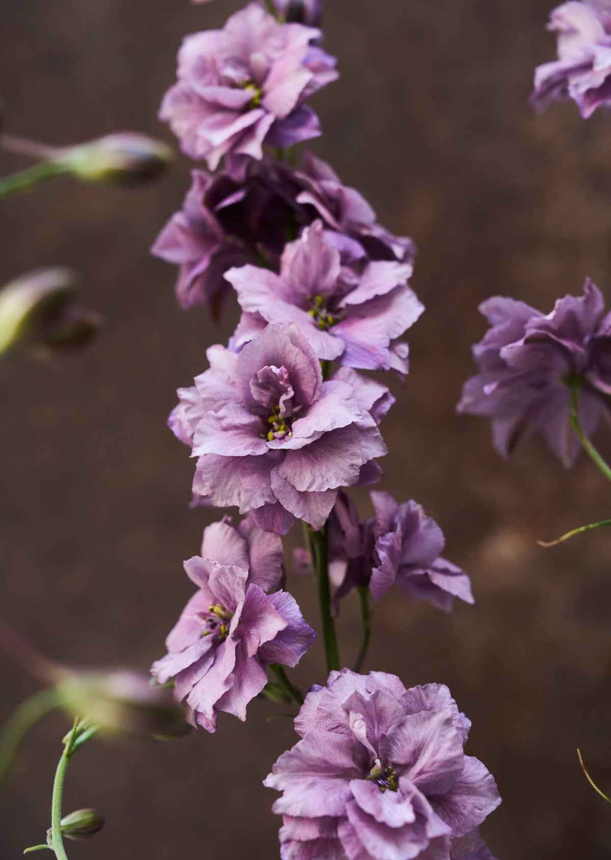 Sommerridderspore 'Misty Lavender' 