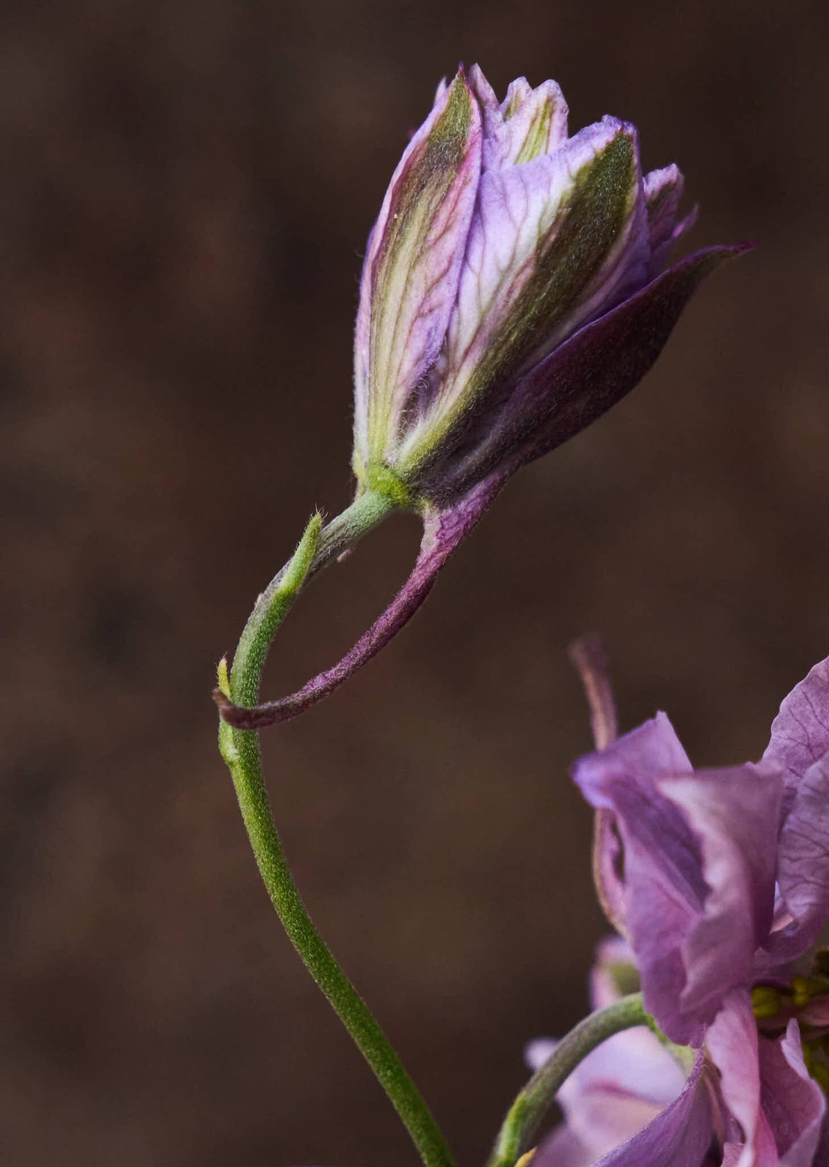 Sommerridderspore 'Misty Lavender' 
