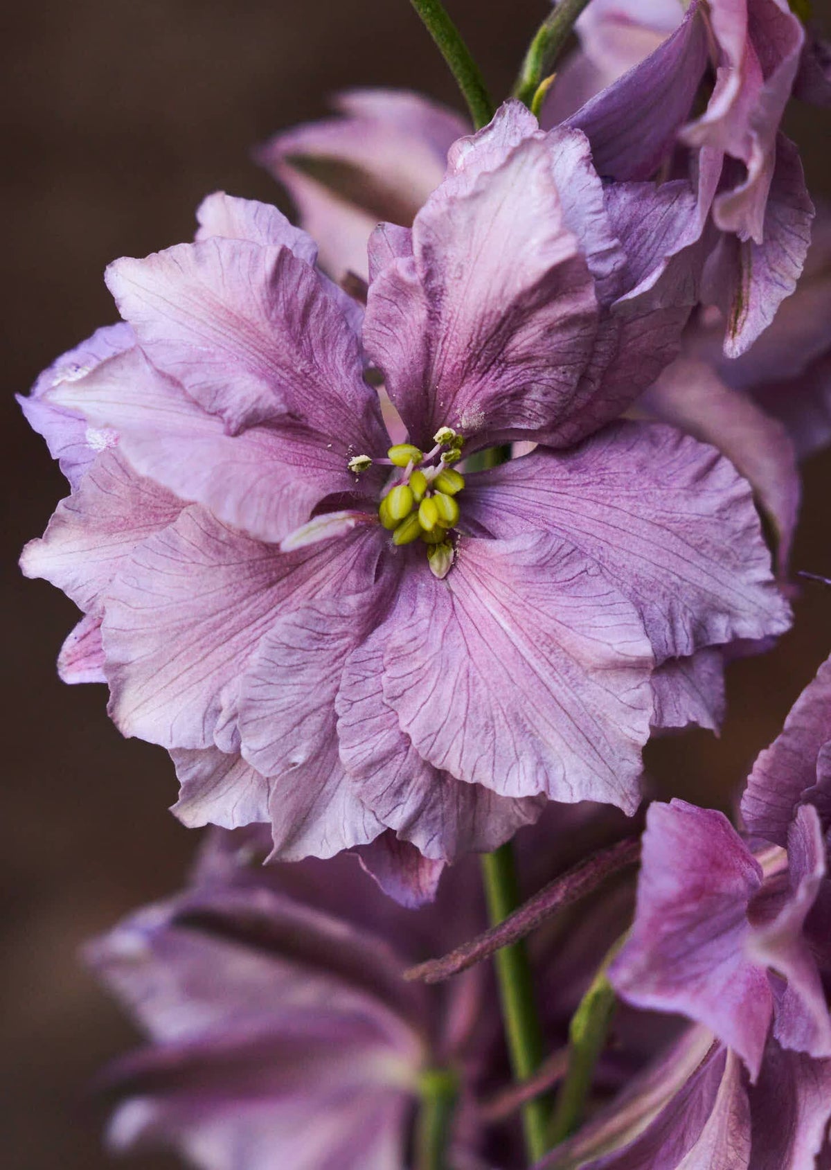 Sommerridderspore 'Misty Lavender' 