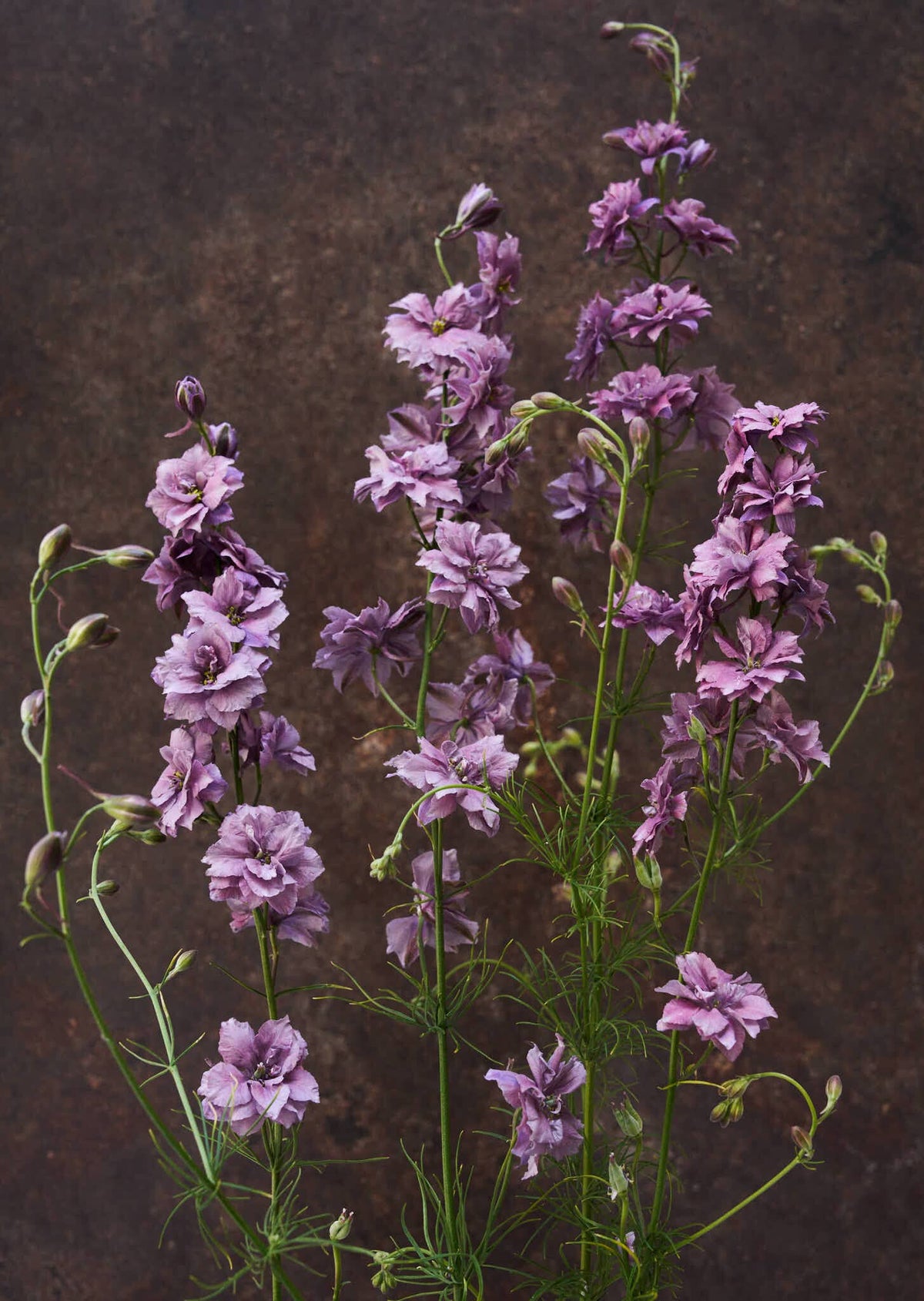 Sommerridderspore 'Misty Lavender' 
