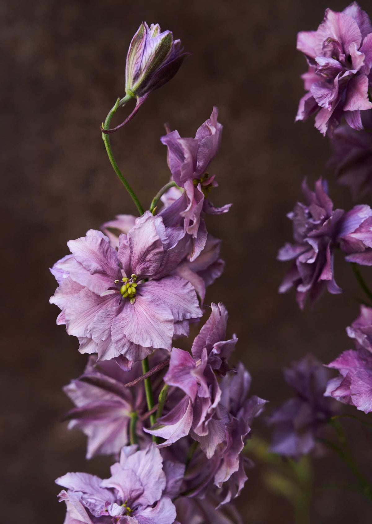 Sommerridderspore 'Misty Lavender' 