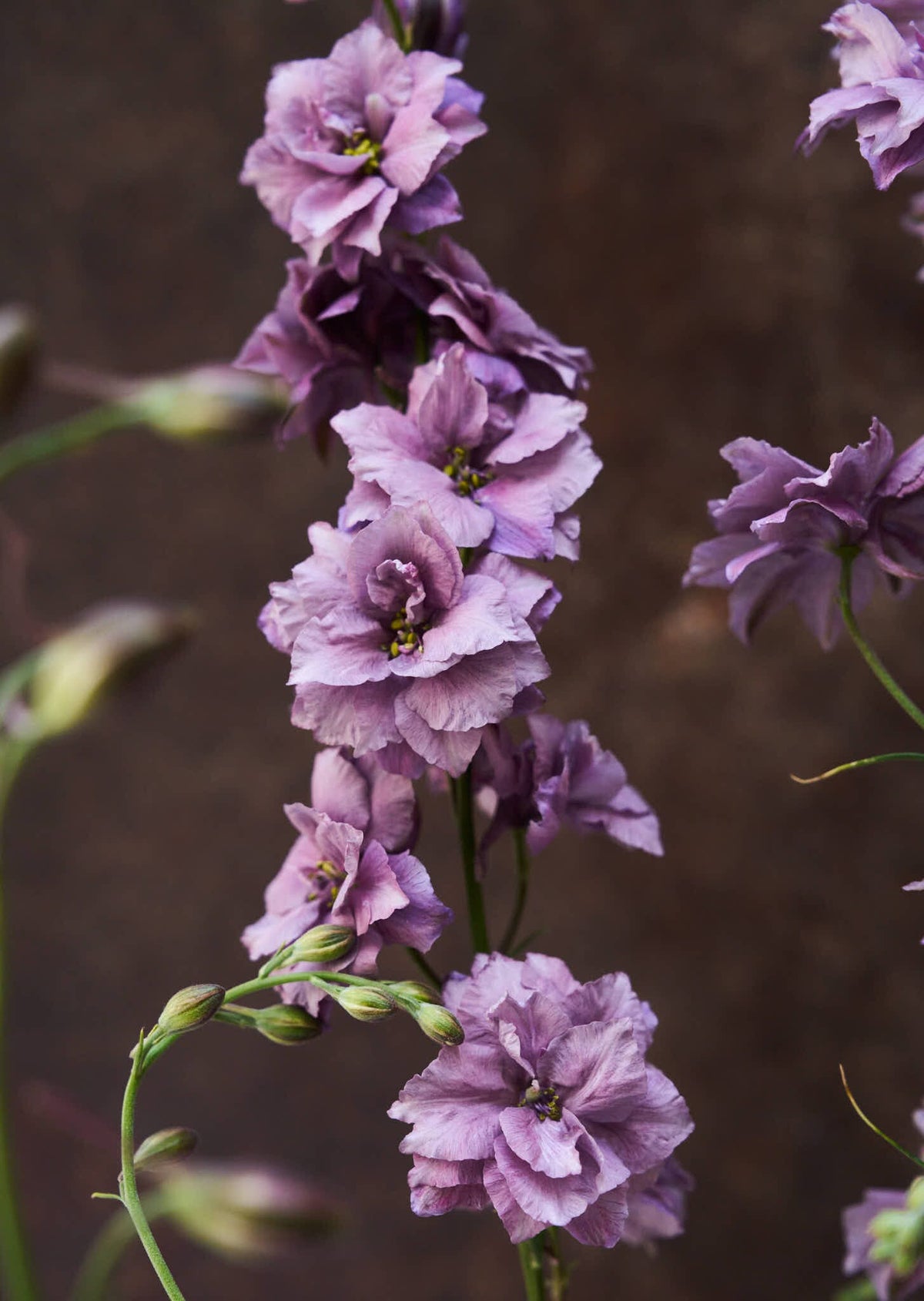 Sommerridderspore 'Misty Lavender' 