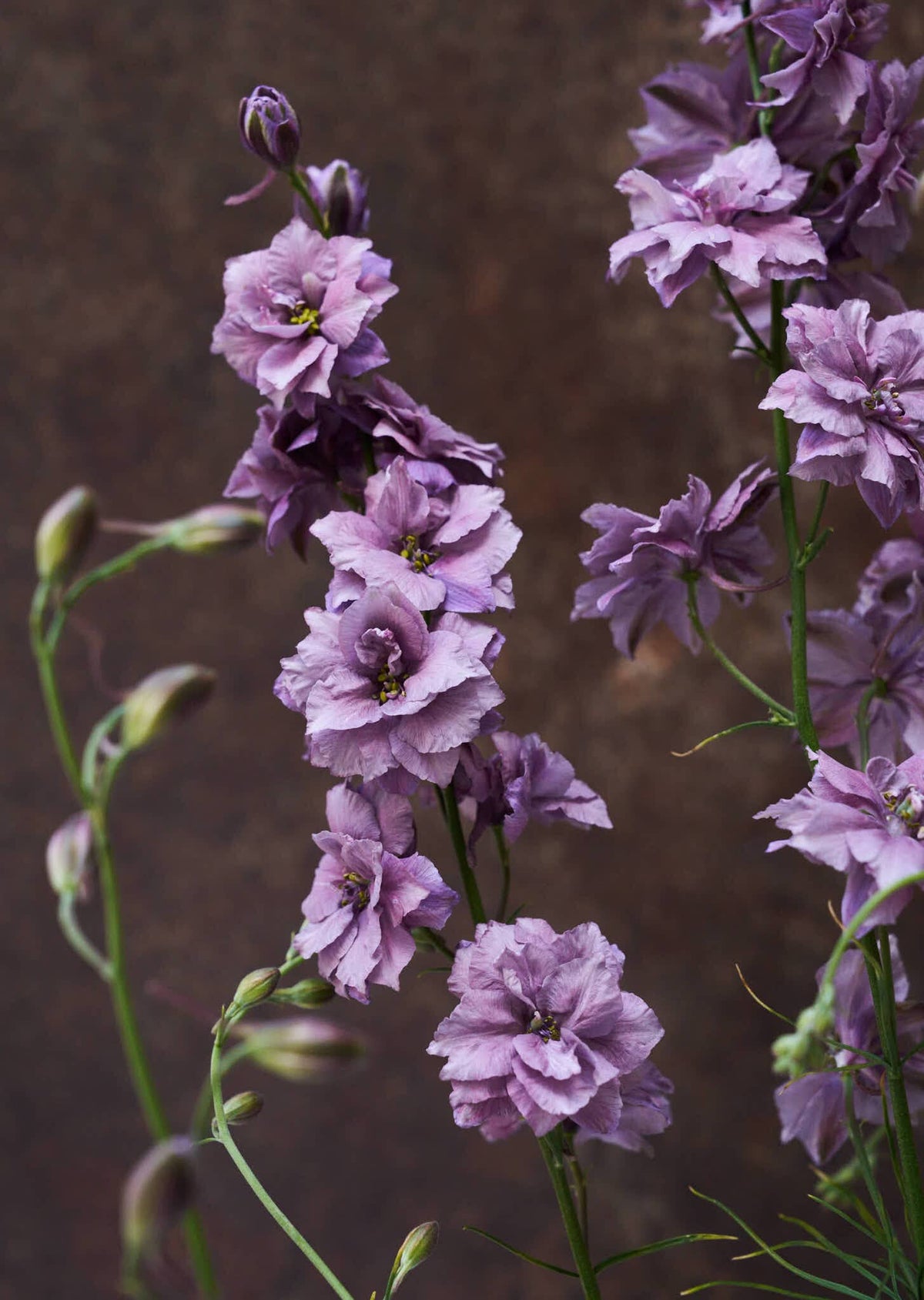 Sommerridderspore 'Misty Lavender' 