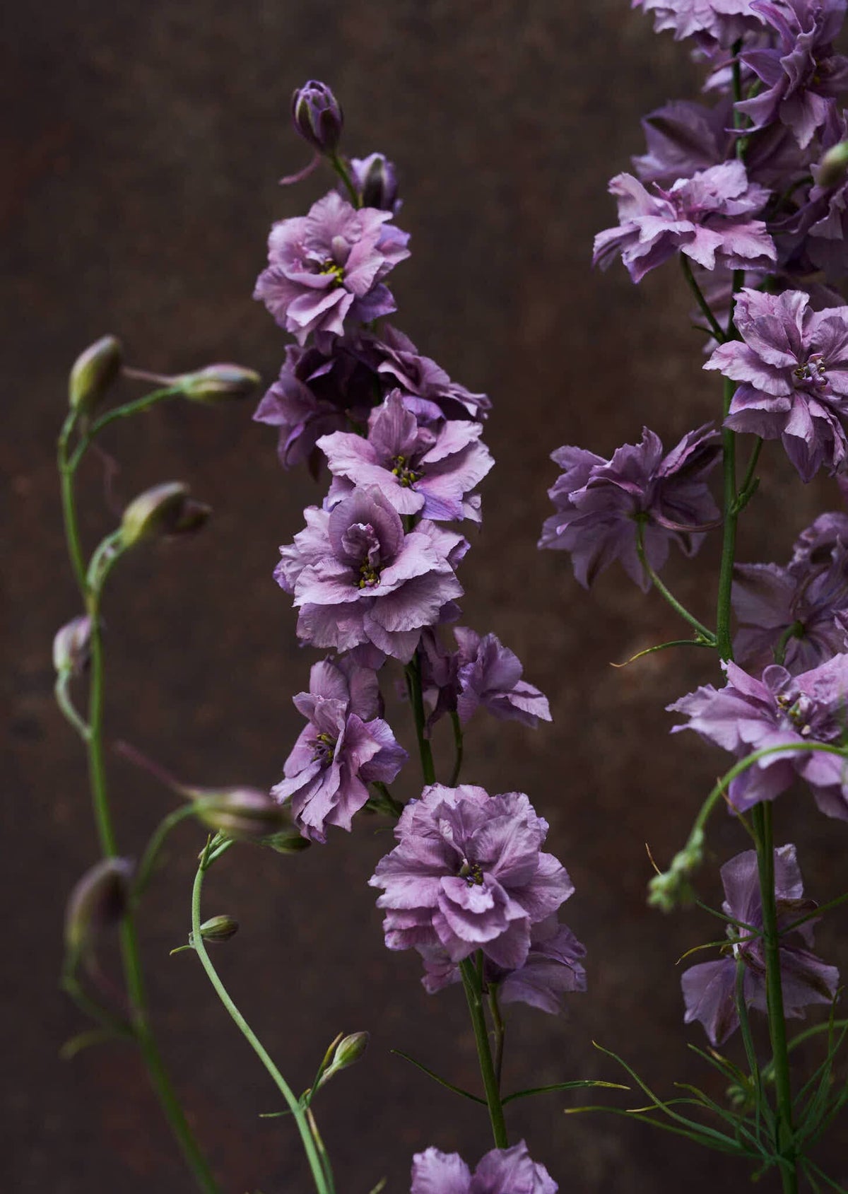 Sommerridderspore 'Misty Lavender' 
