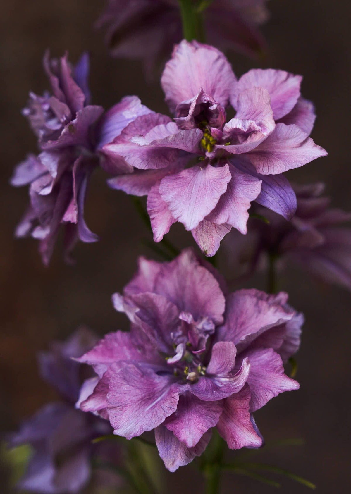 Sommerridderspore 'Misty Lavender' 