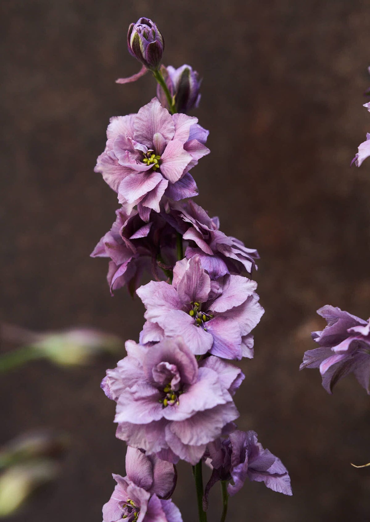 Sommerridderspore 'Misty Lavender' 