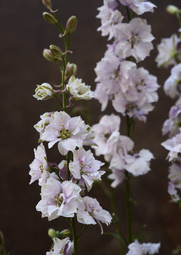 Sommerridderspore 'Smokey Eyes' 