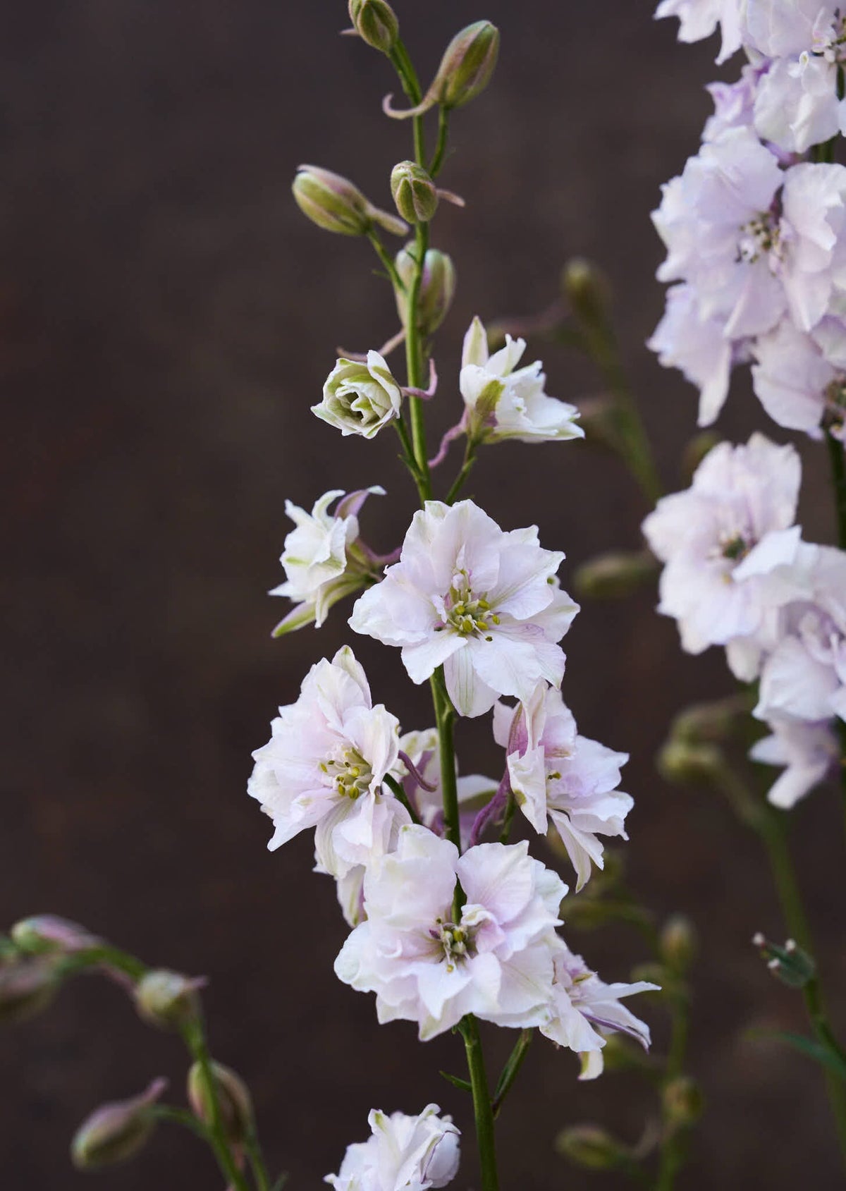 Sommerridderspore 'Smokey Eyes' 