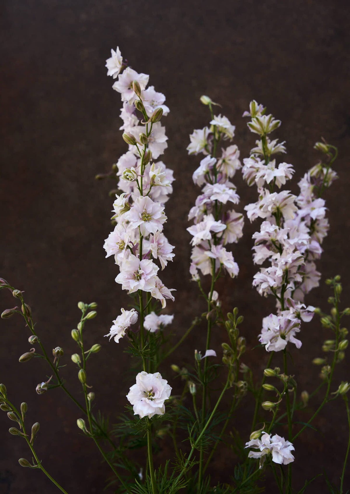 Sommerridderspore 'Smokey Eyes' 