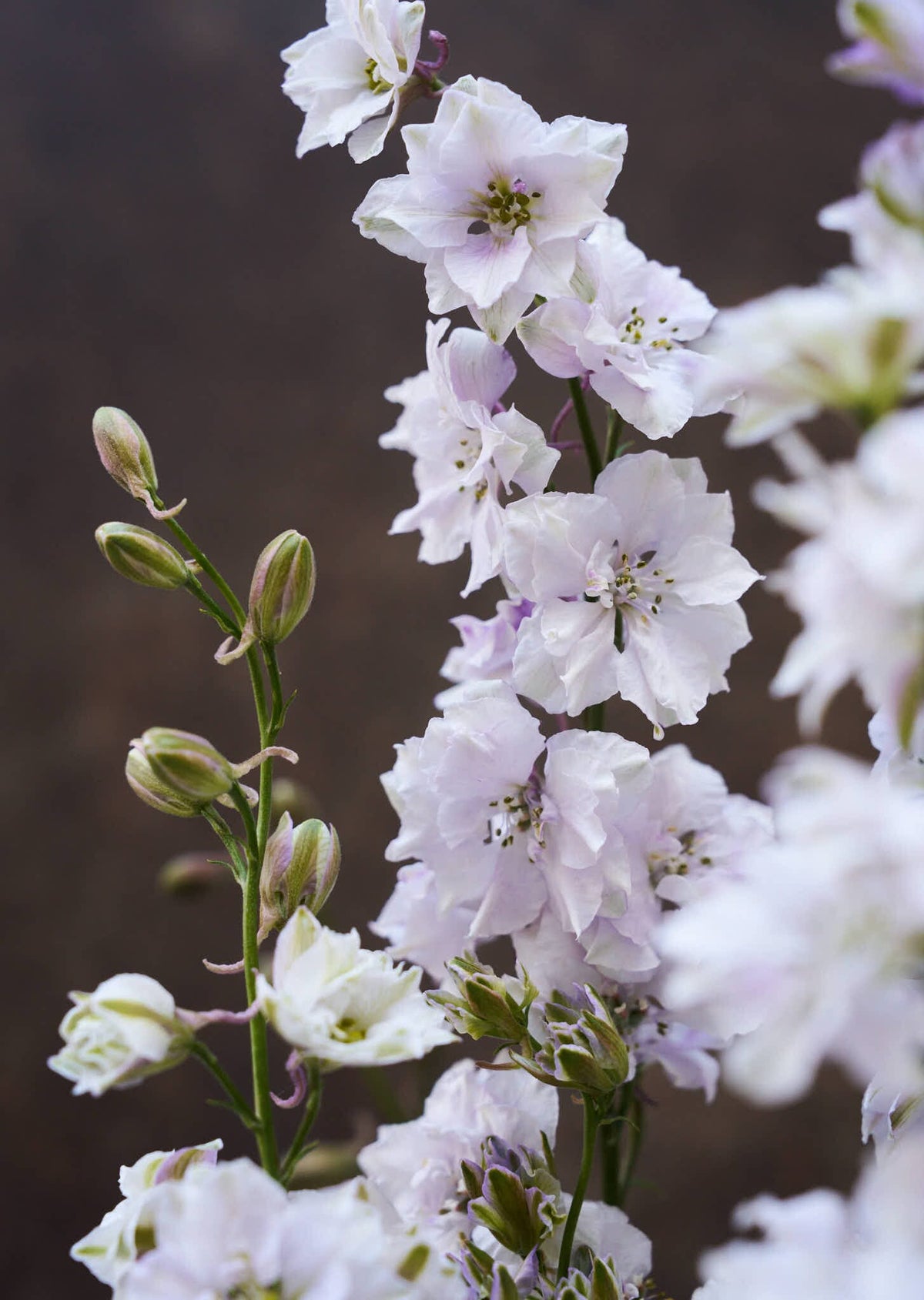 Sommerridderspore 'Smokey Eyes' 