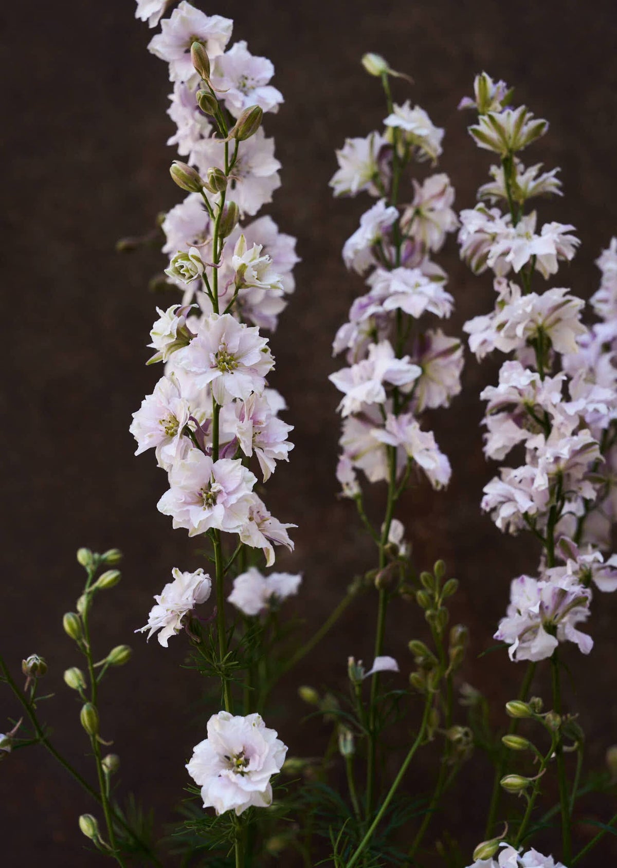 Sommerridderspore 'Smokey Eyes' 