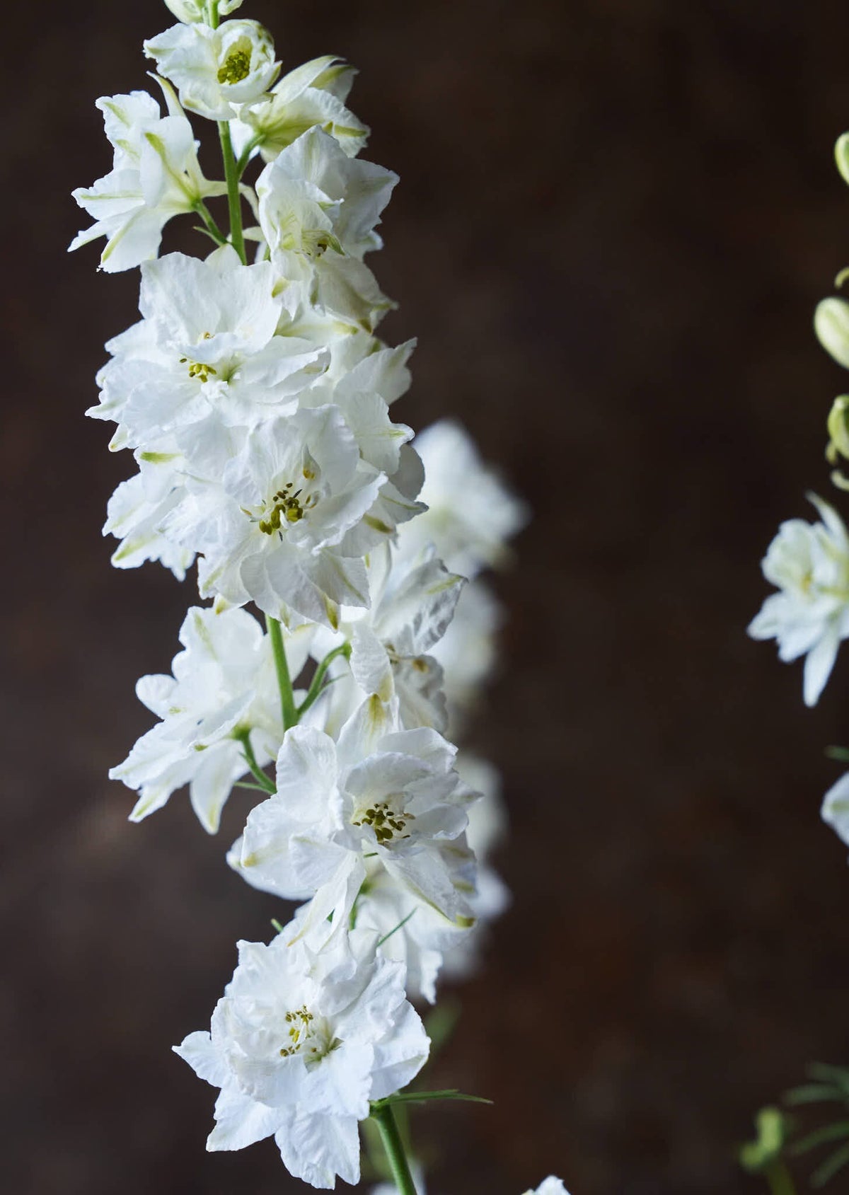 Sommerridderspore 'White' Seed 