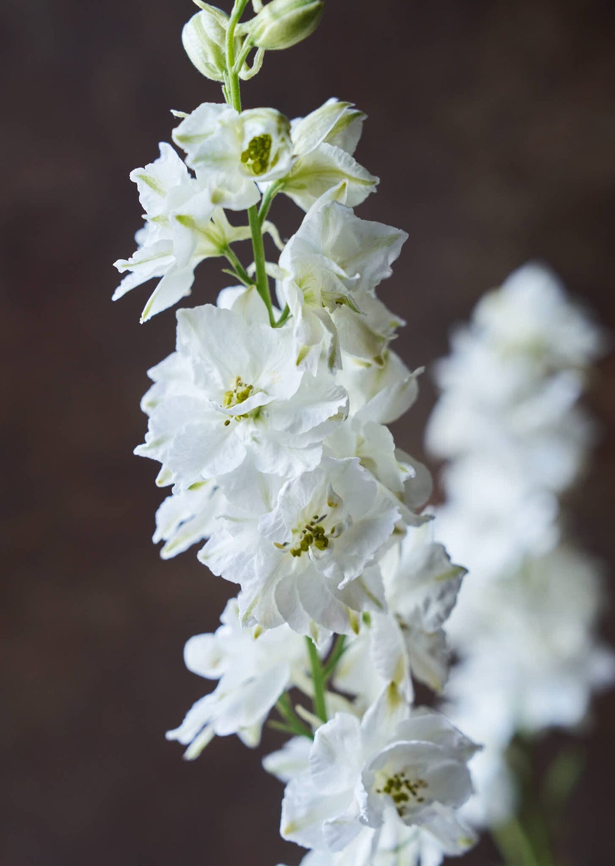 Sommerridderspore 'White' Seed 