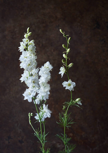 Sommerridderspore 'White' Seed 