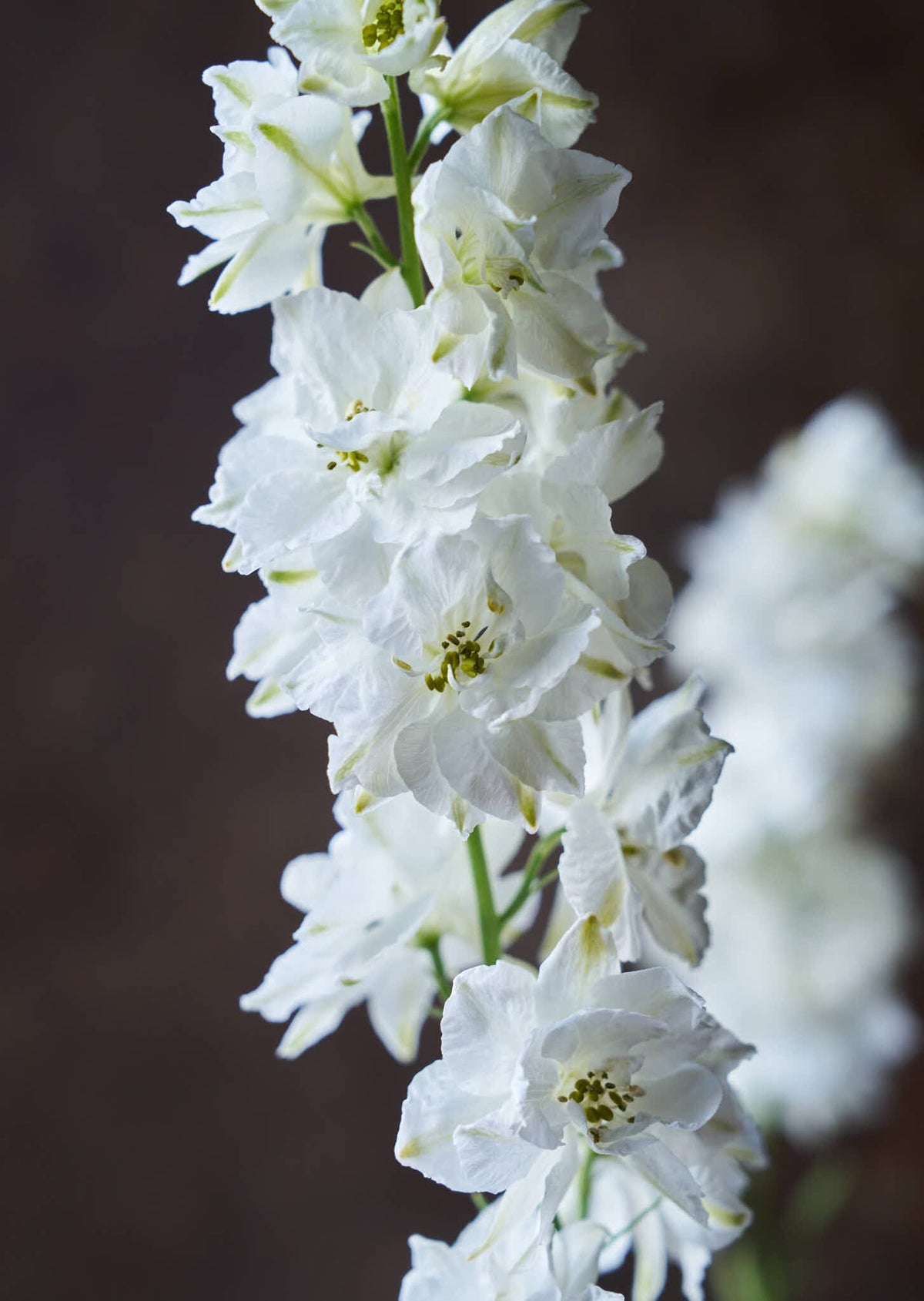Sommerridderspore 'White' Seed 