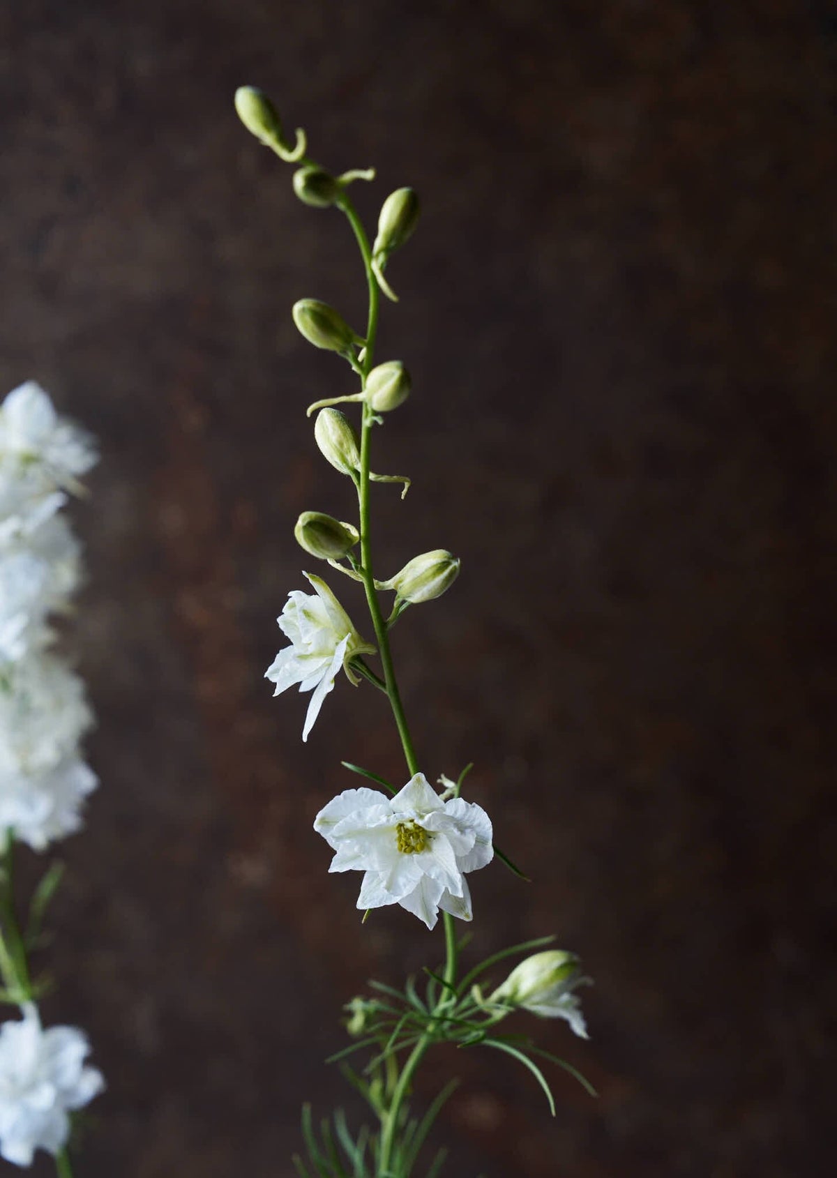 Sommerridderspore 'White' Seed 