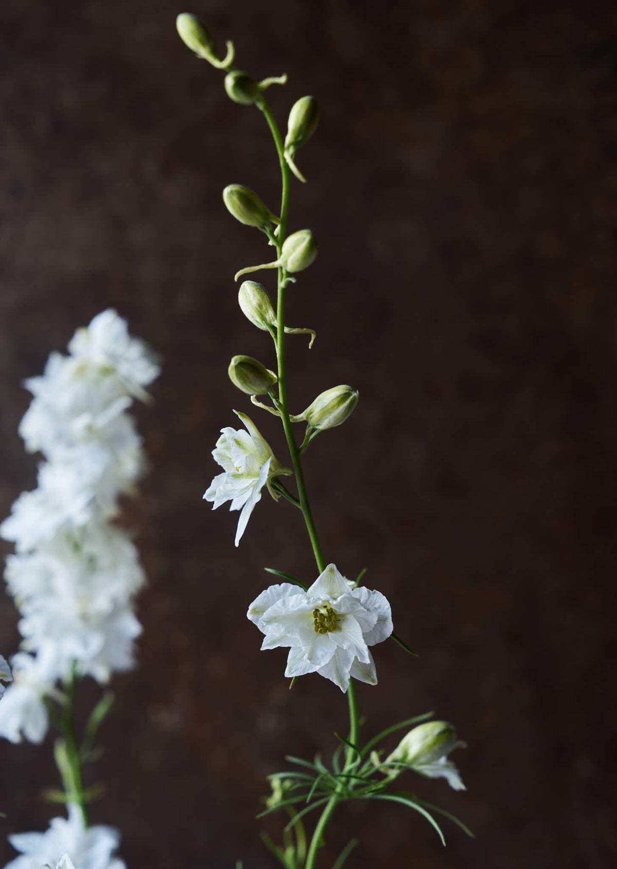 Sommerridderspore 'White' Seed 