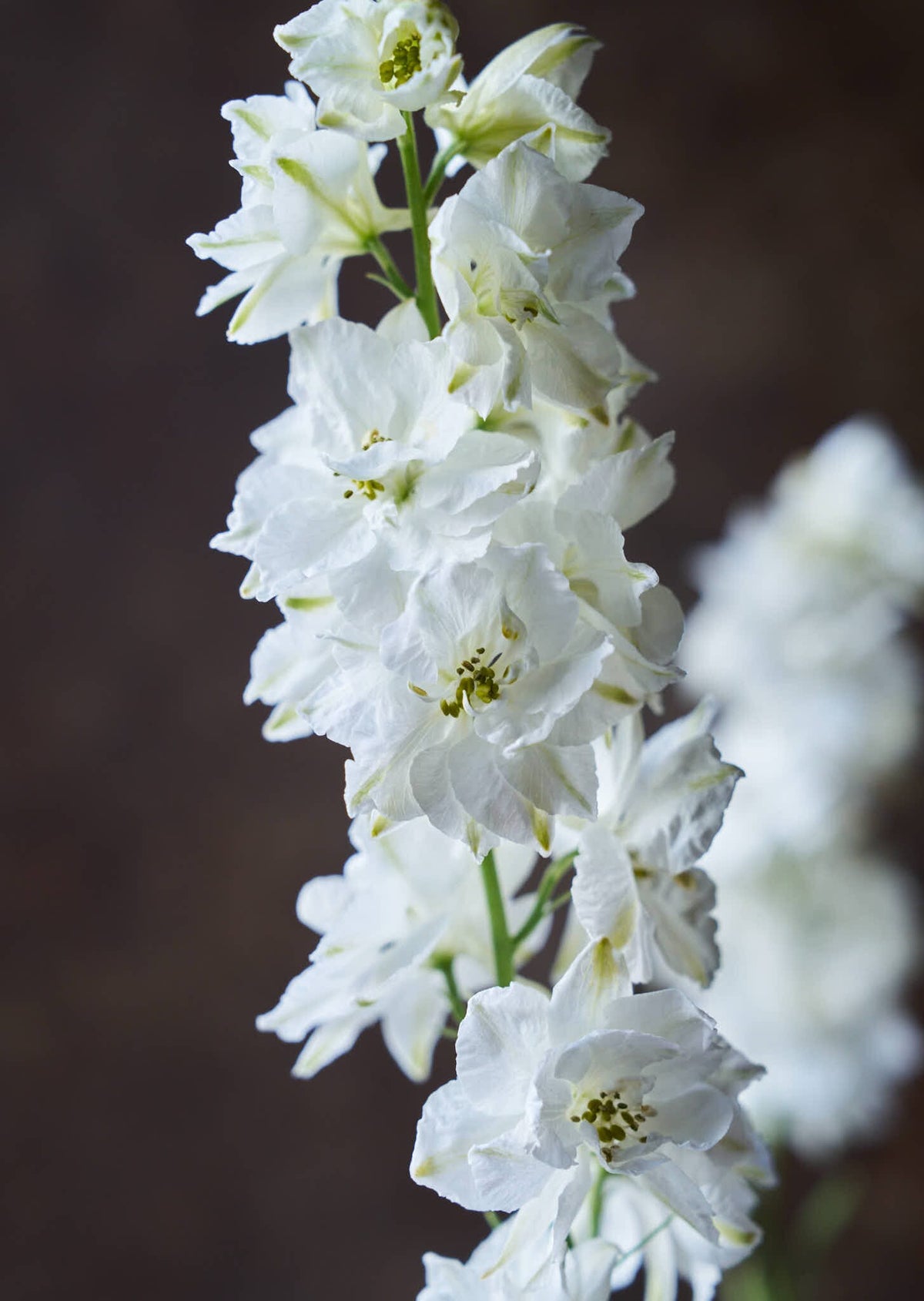 Sommerridderspore 'White' Seed 