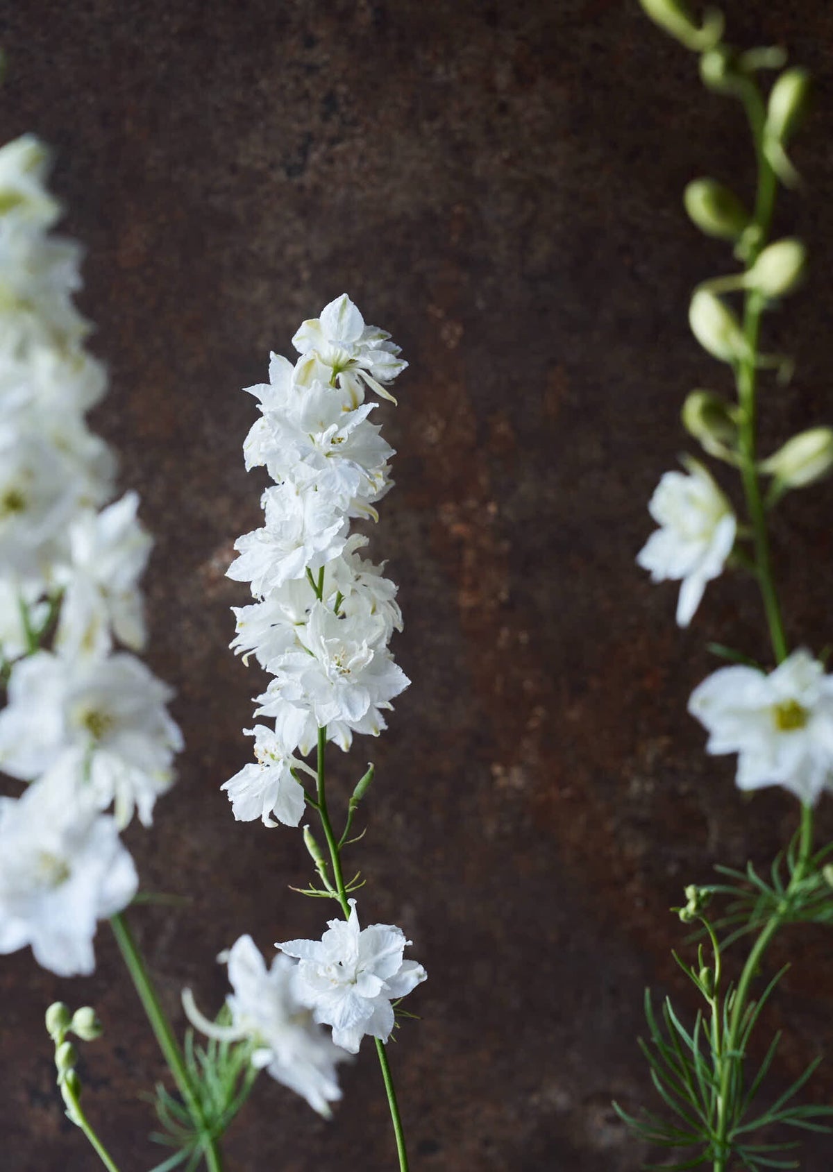 Sommerridderspore 'White' Seed 