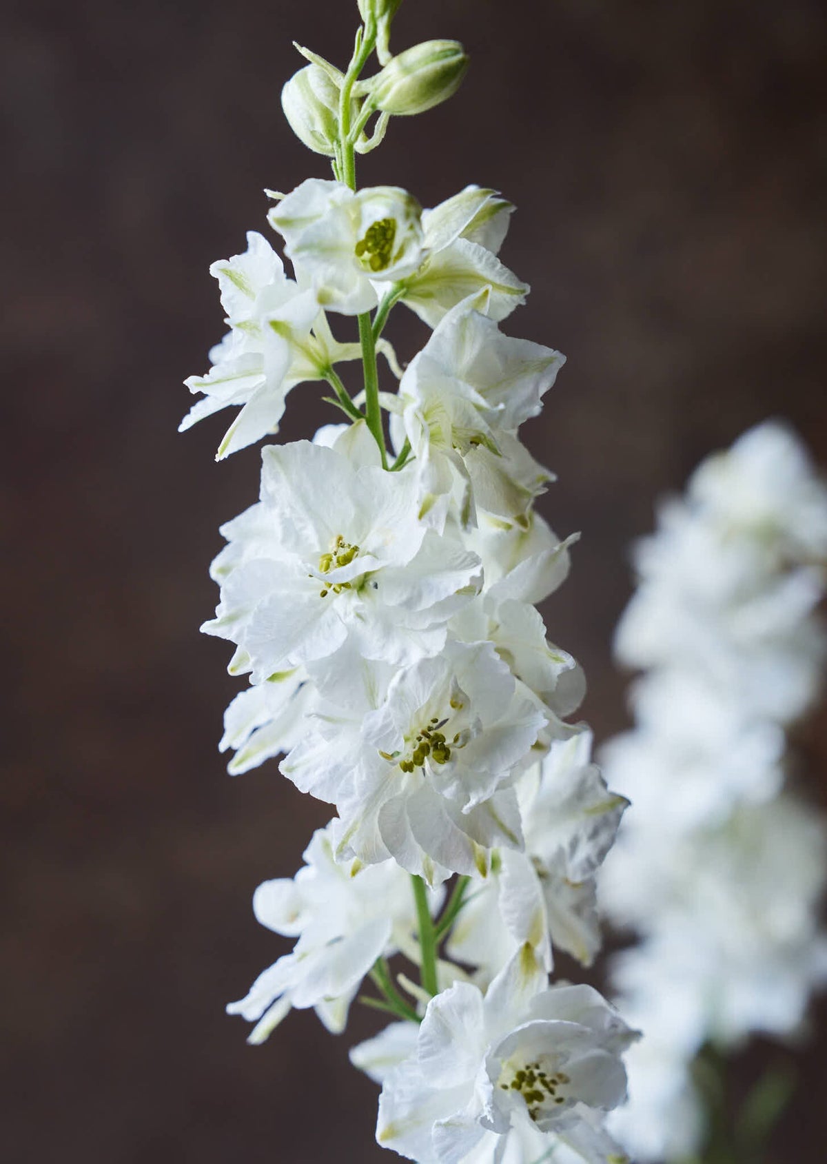 Sommerridderspore 'White' Seed 
