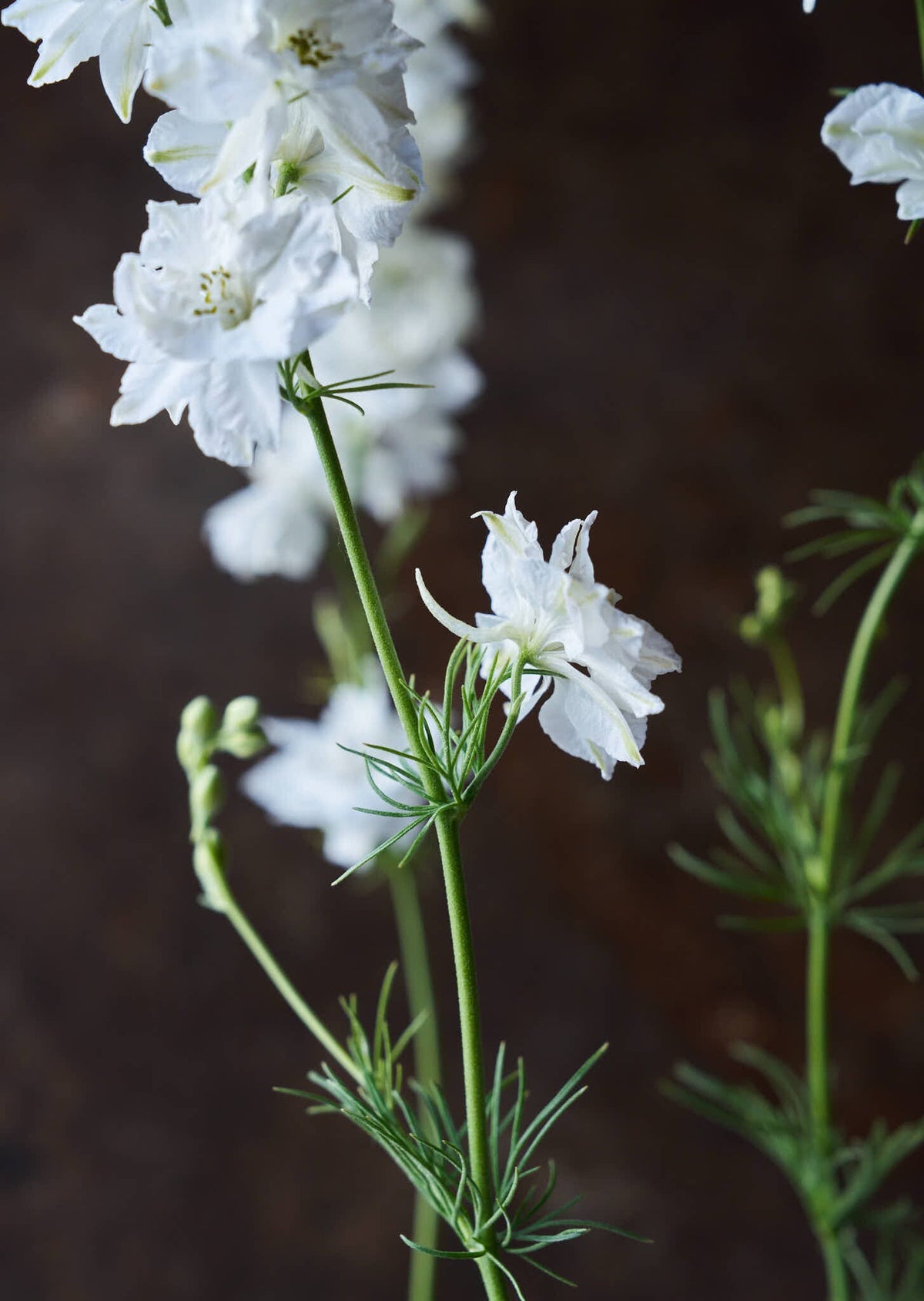Sommerridderspore 'White' Seed 