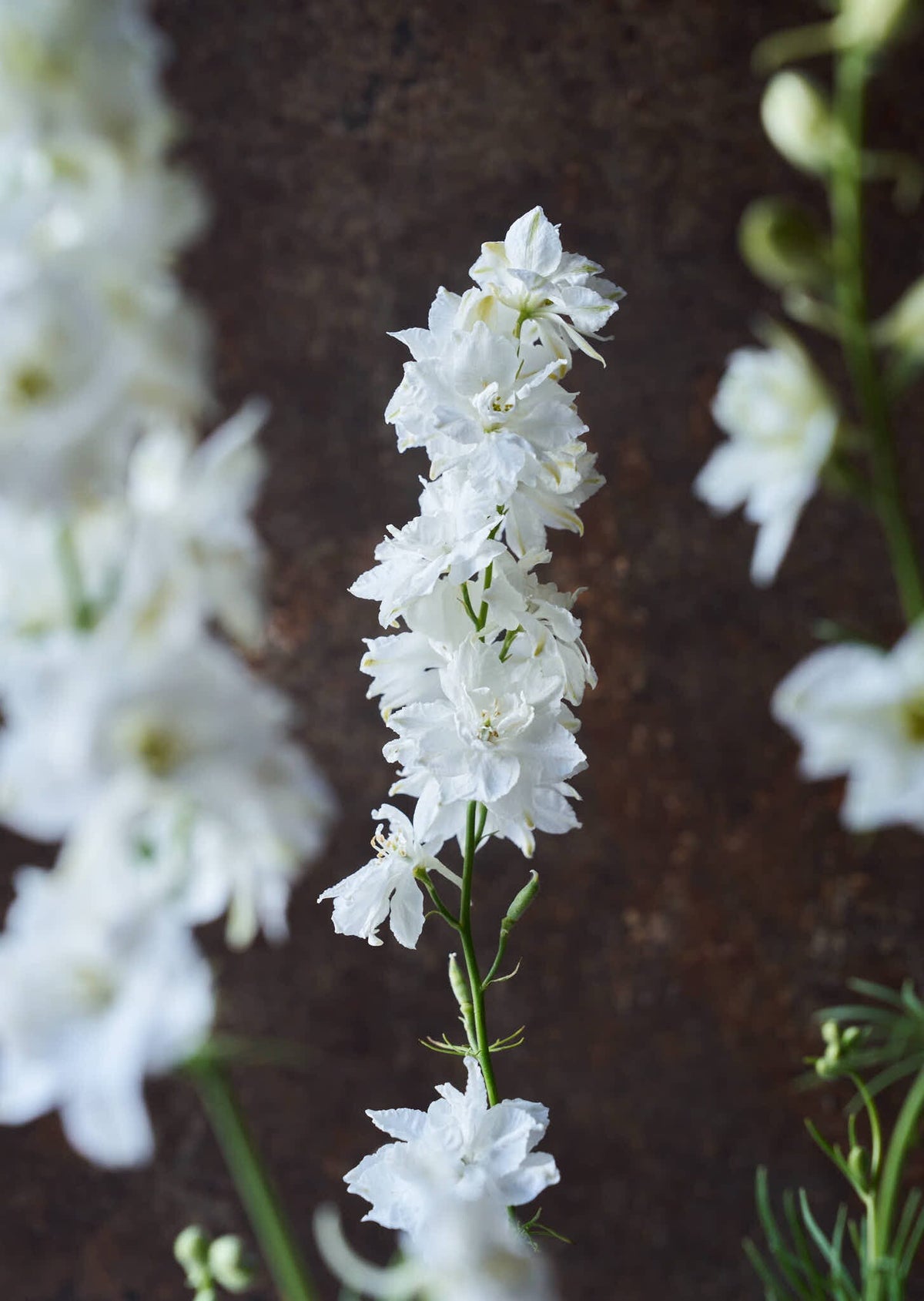 Sommerridderspore 'White' Seed 