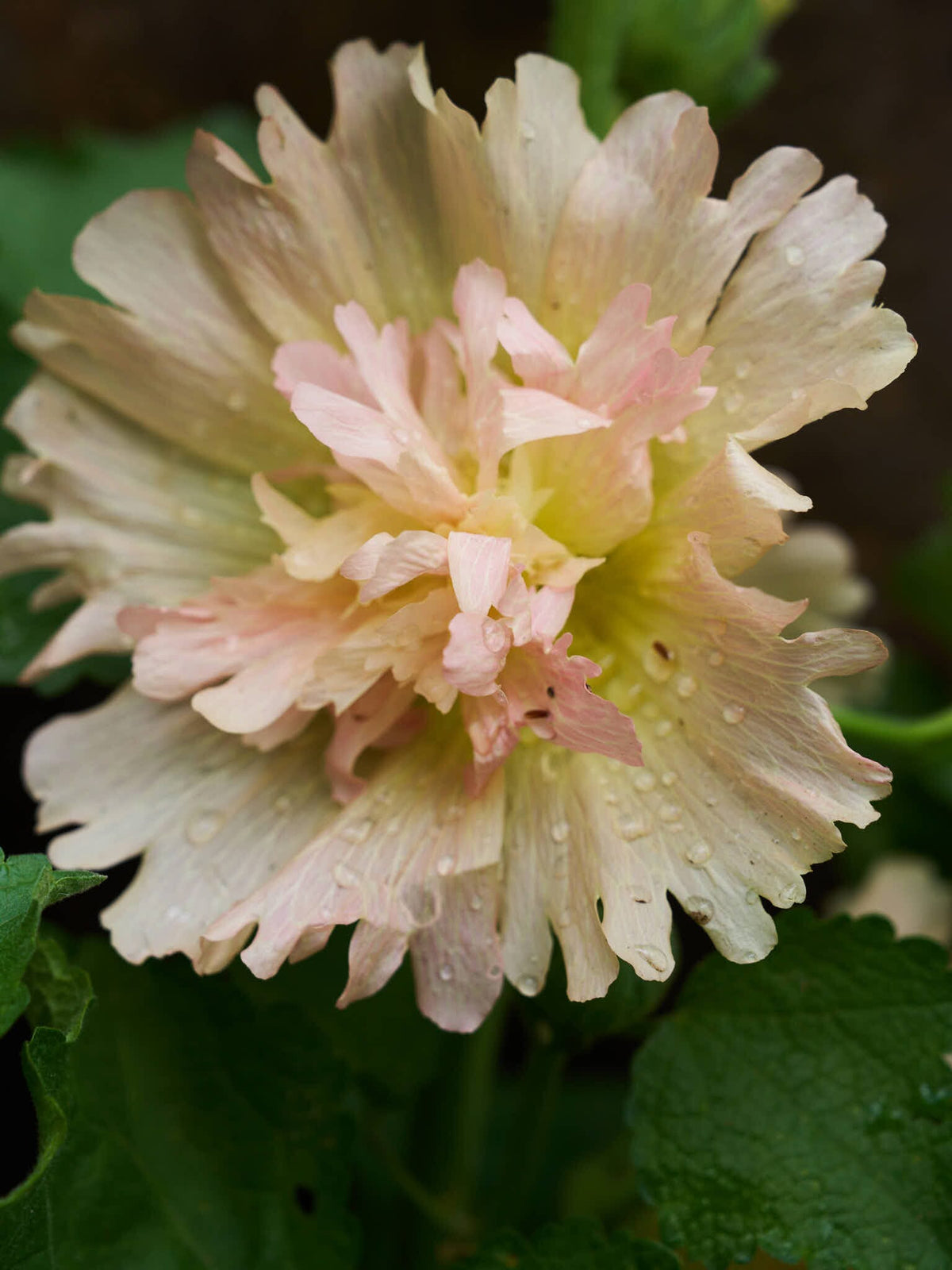 Stokrose 'Spring Celebrity Apricot' Seed 