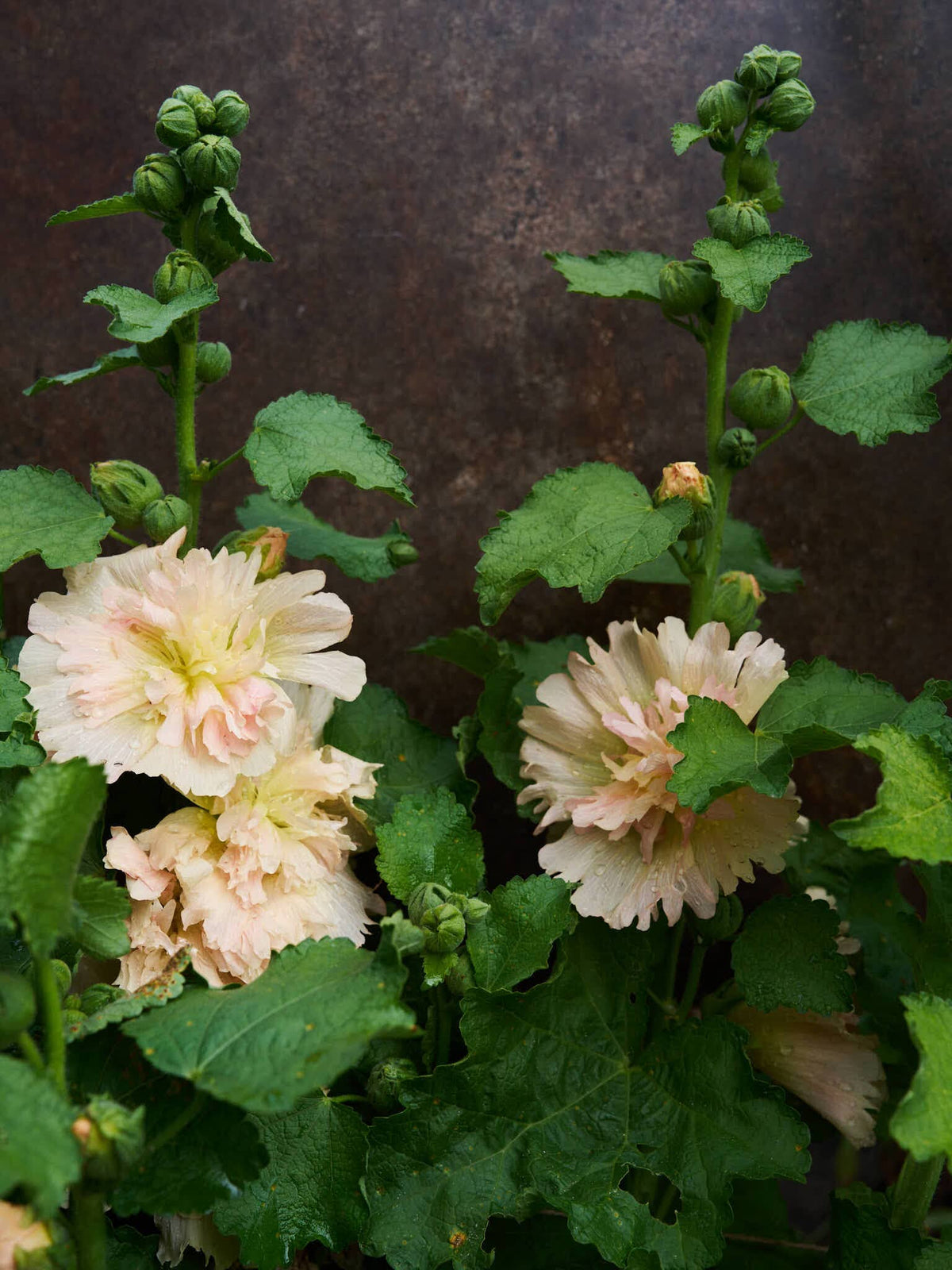 Stokrose 'Spring Celebrity Apricot' Seed 