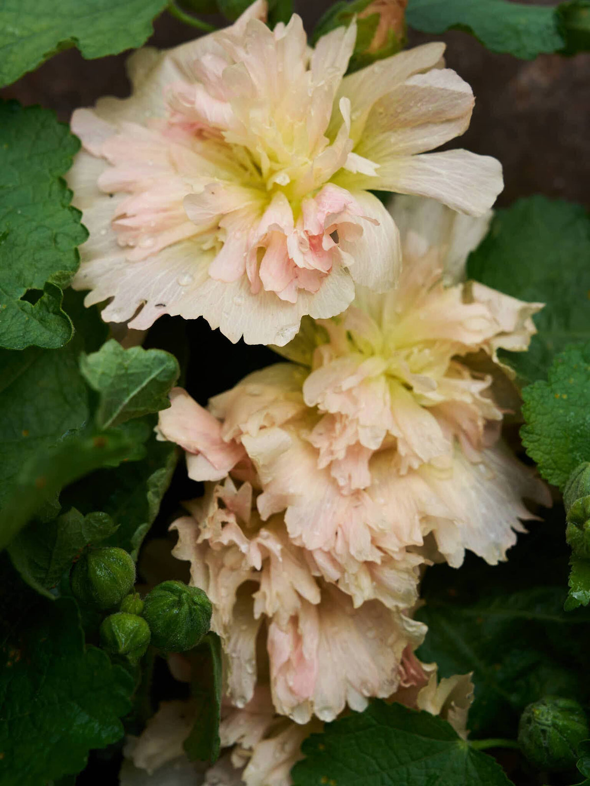 Stokrose 'Spring Celebrity Apricot' Seed 