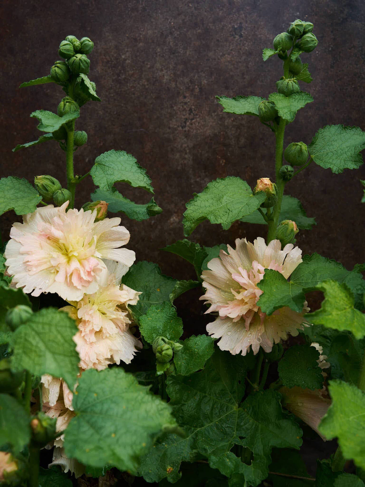 Stokrose 'Spring Celebrity Apricot' Seed 