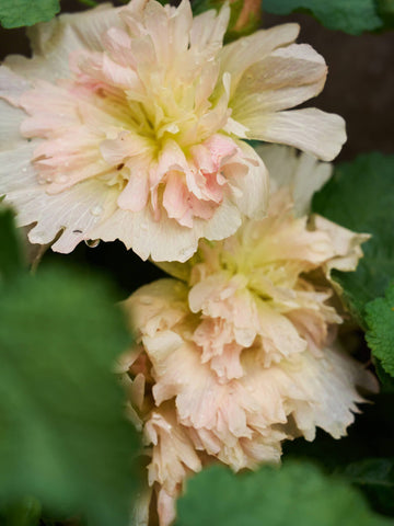 Stokrose 'Spring Celebrity Apricot' Seed 