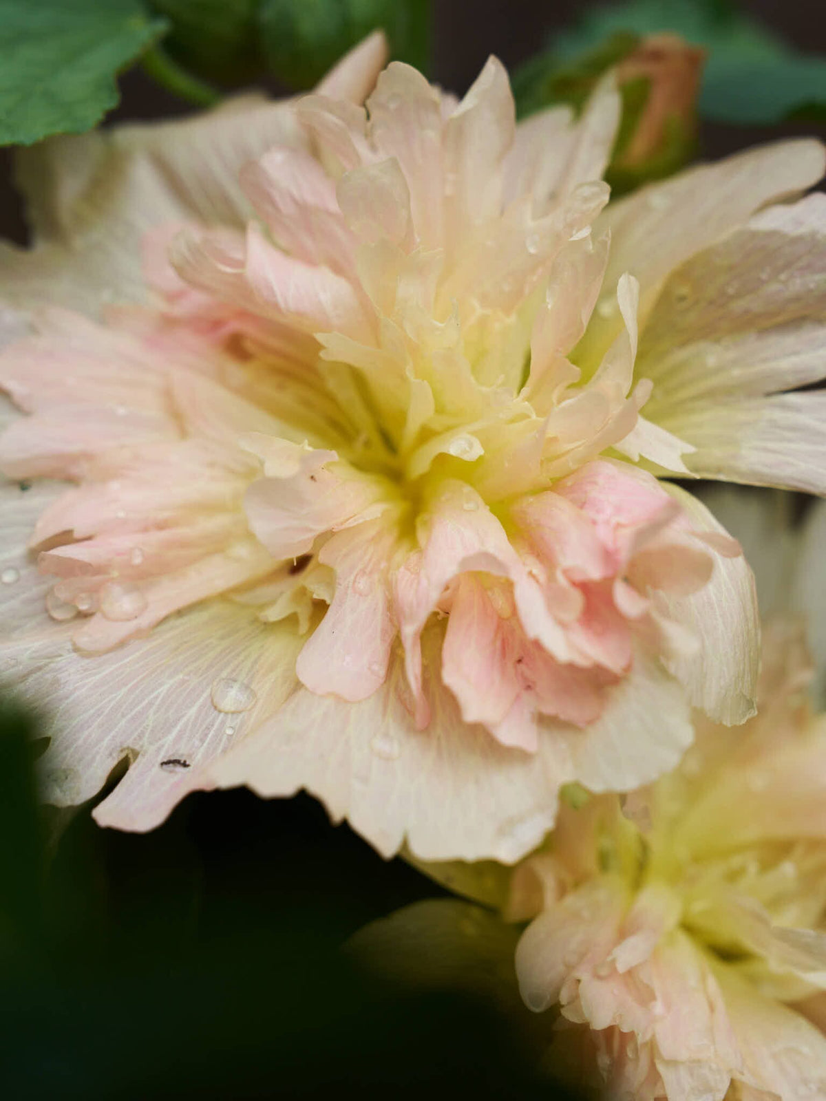 Stokrose 'Spring Celebrity Apricot' Seed 